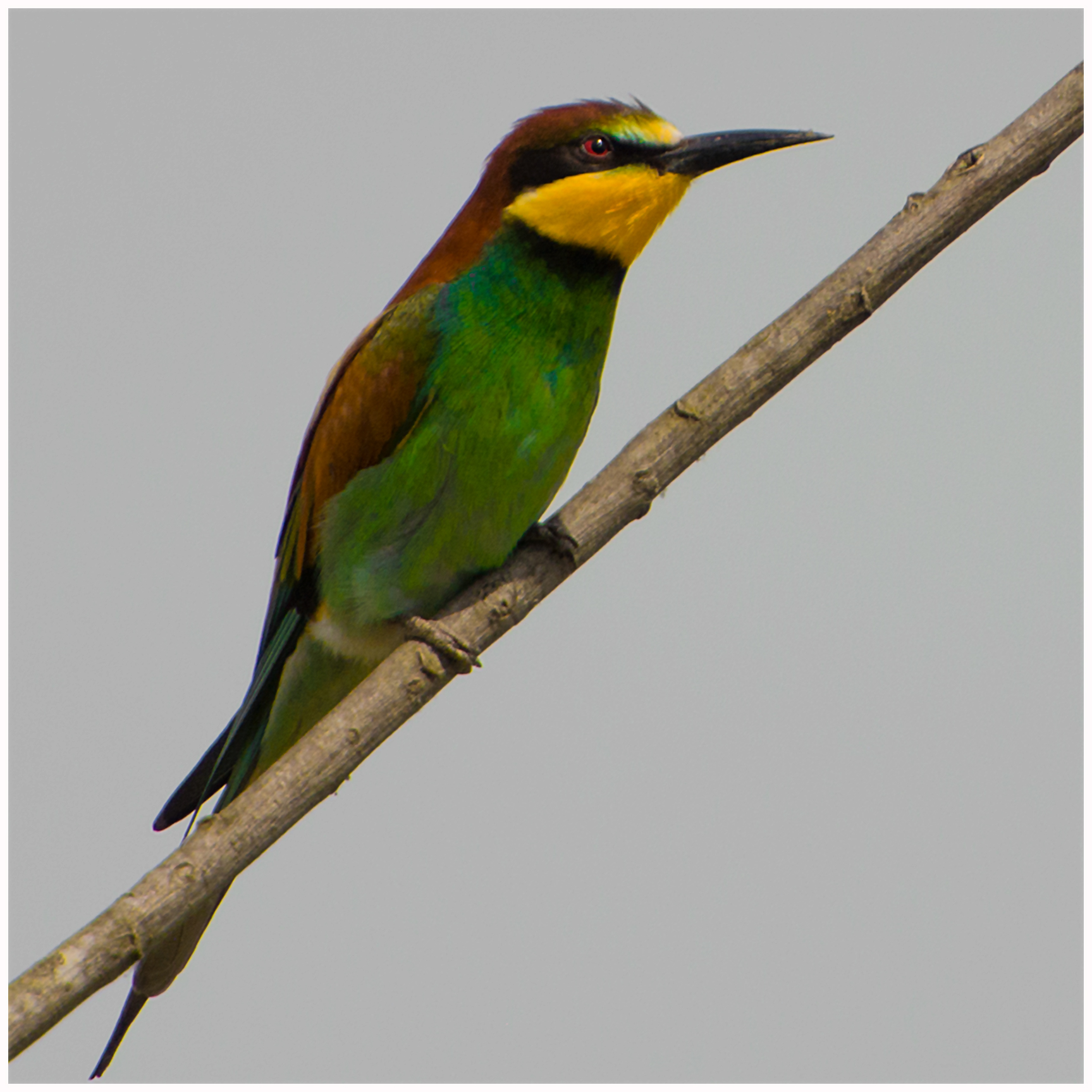 Merops apiaster (gruccione)