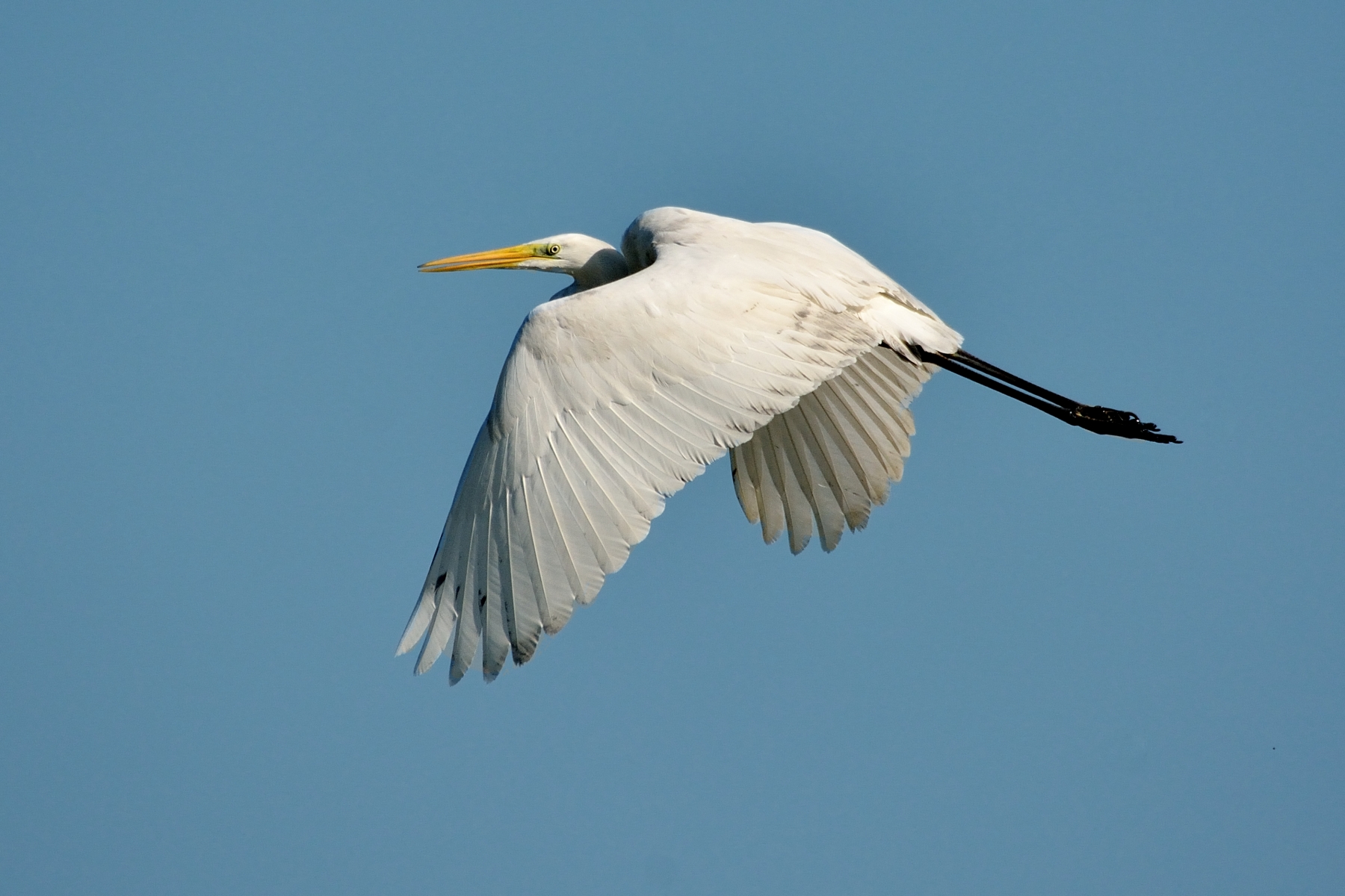 Great Egret