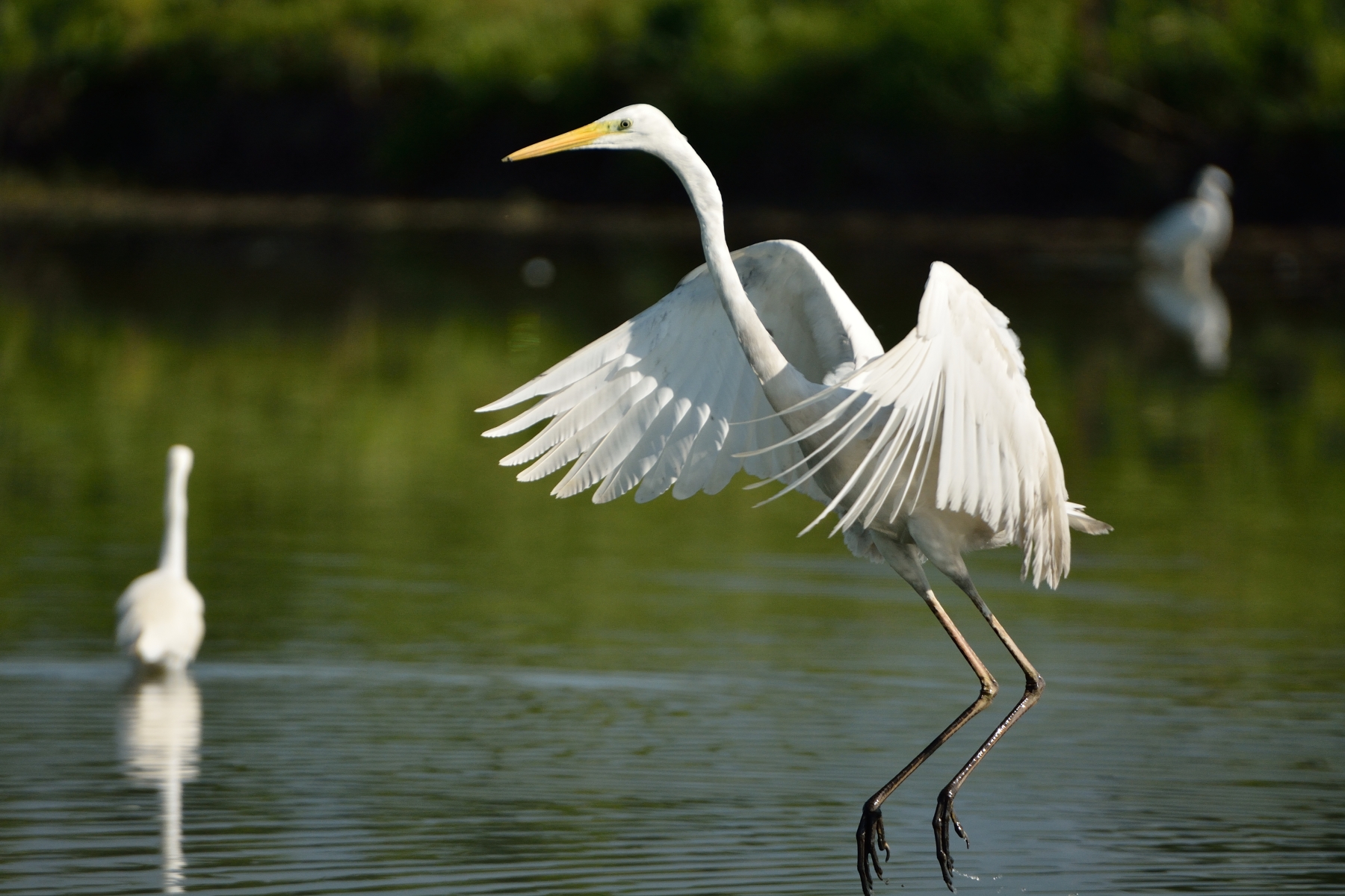 The dance - Great Egret