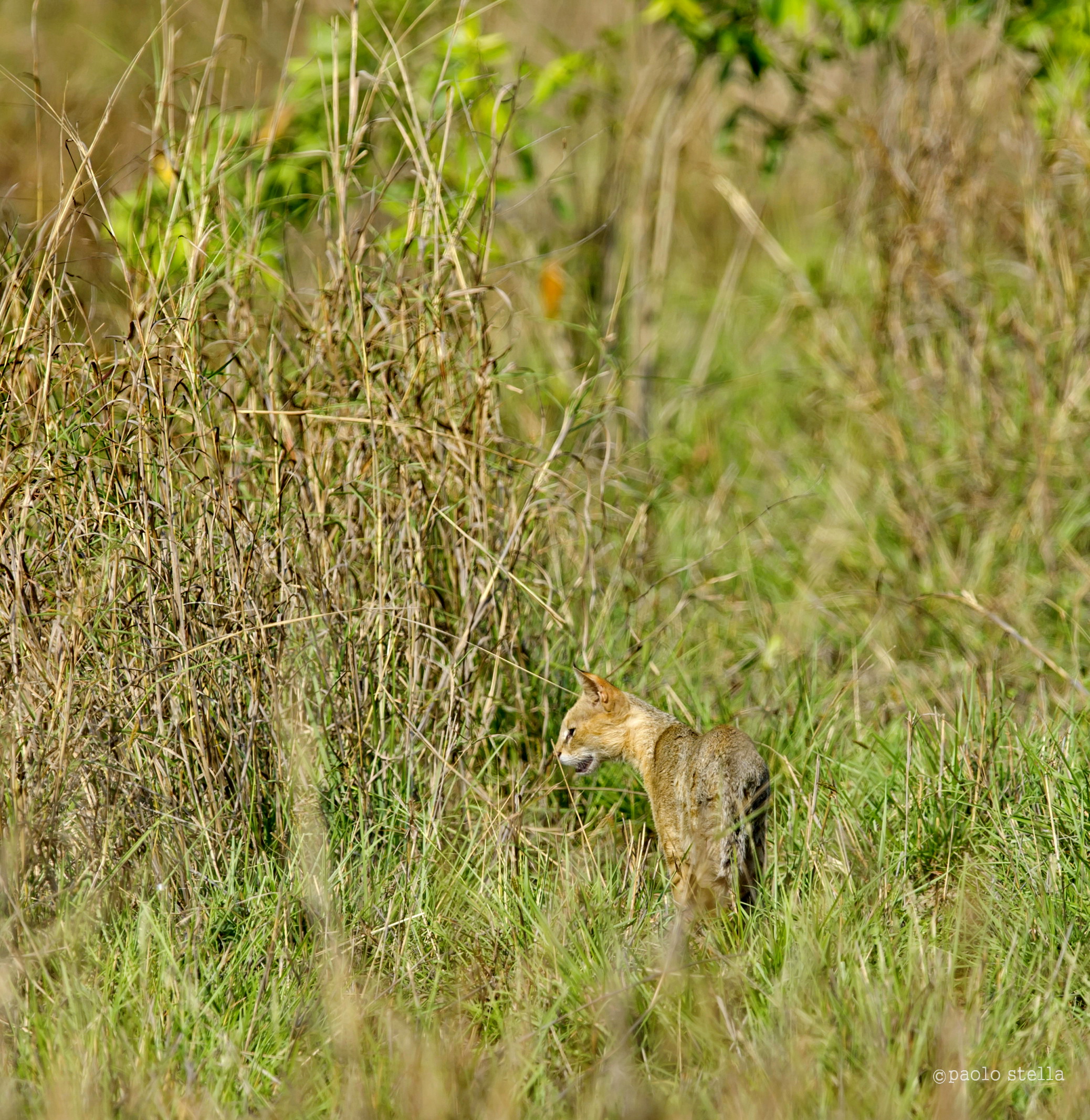 wildcat (Felis silvestris)