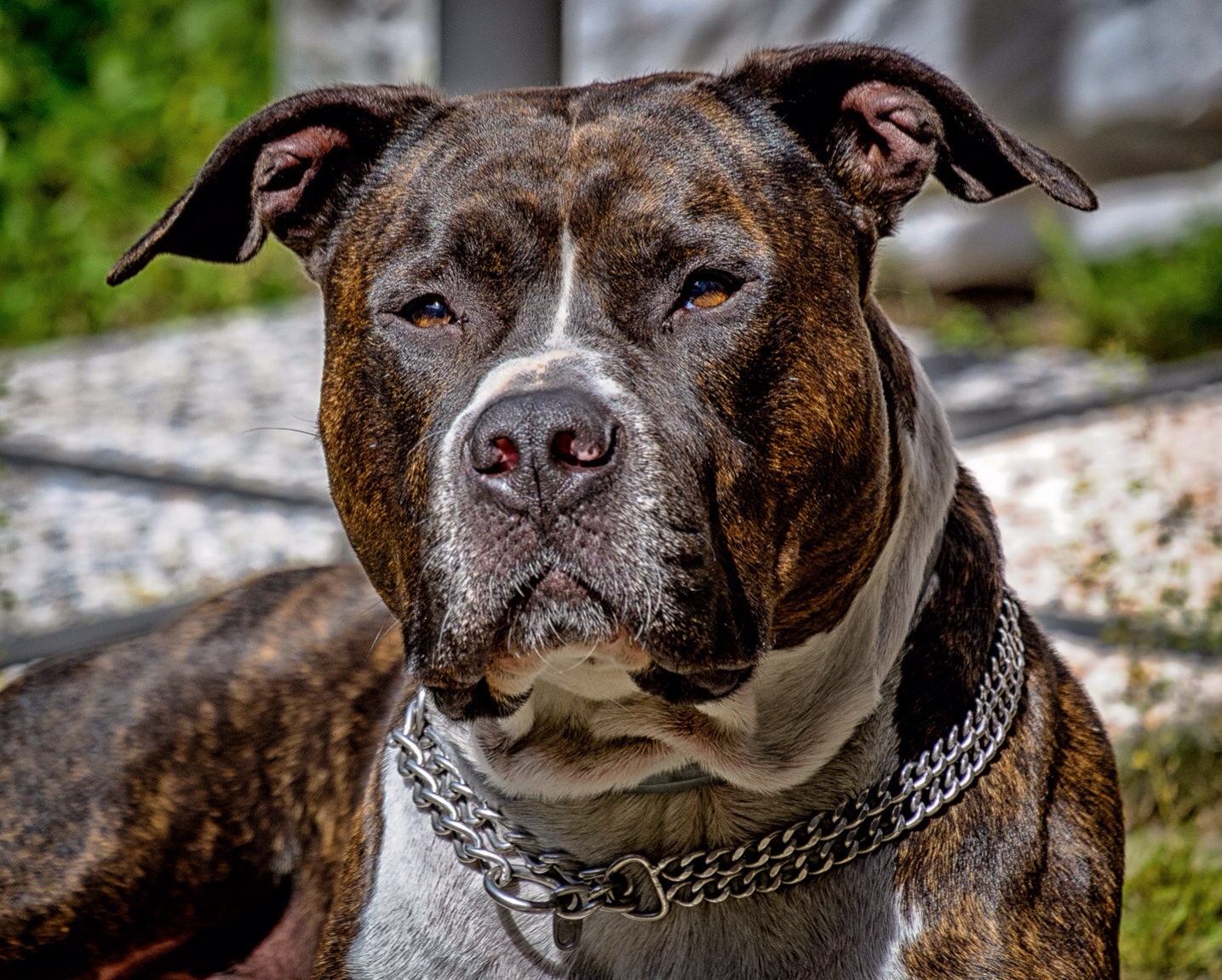 American Staffordshire