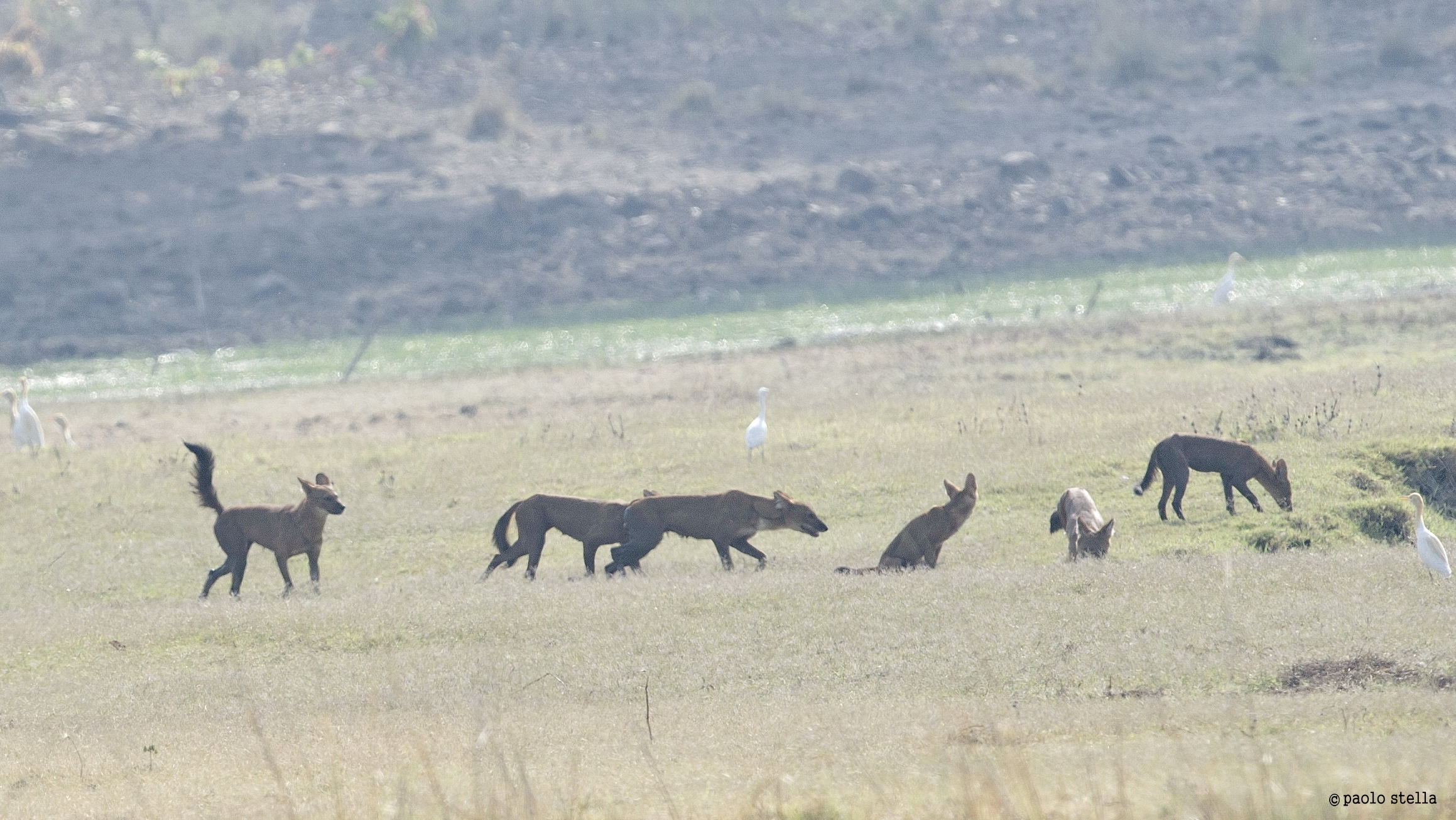 dhole (Cuon alpinus)