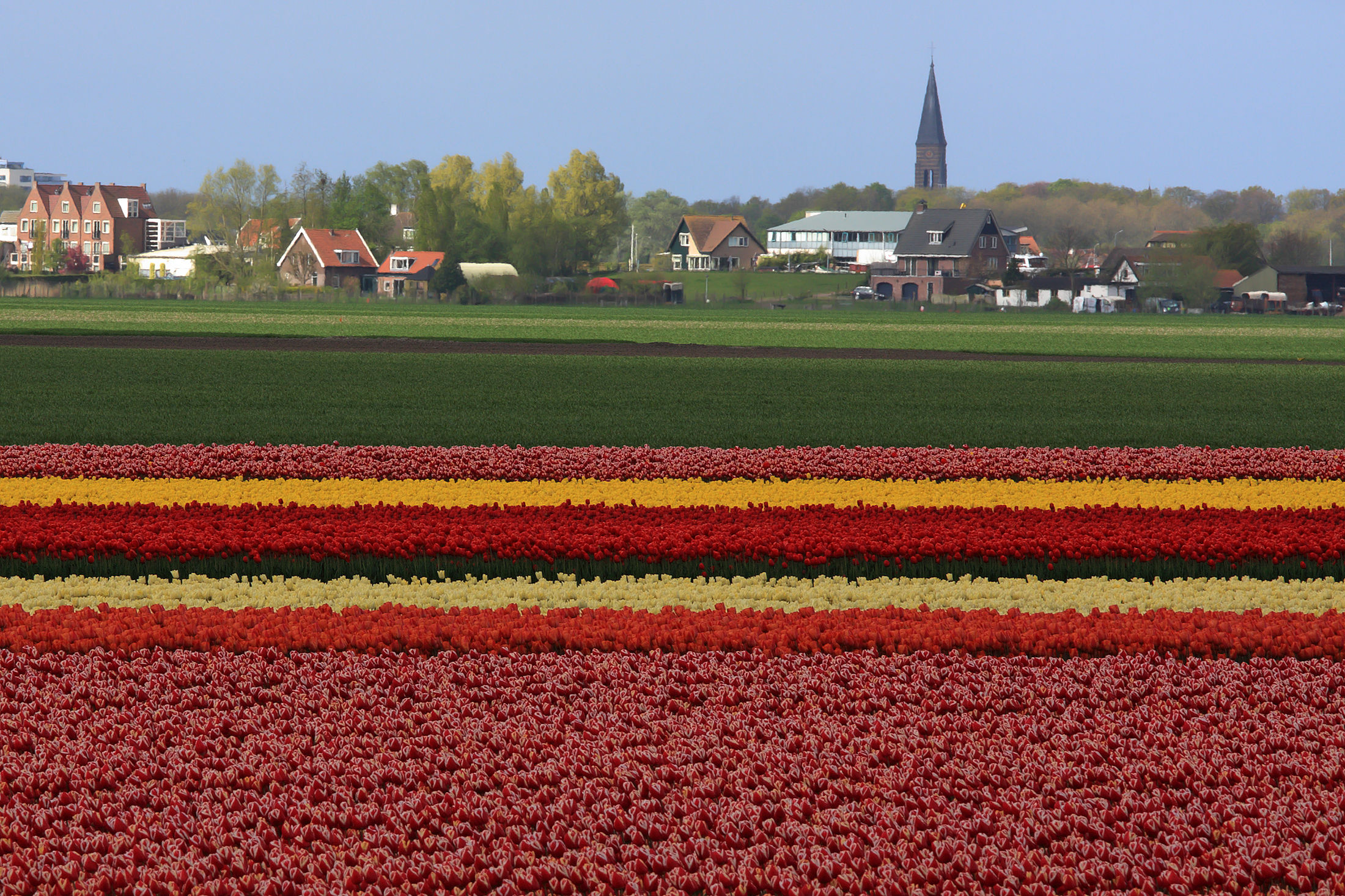 Paesello con tulipani