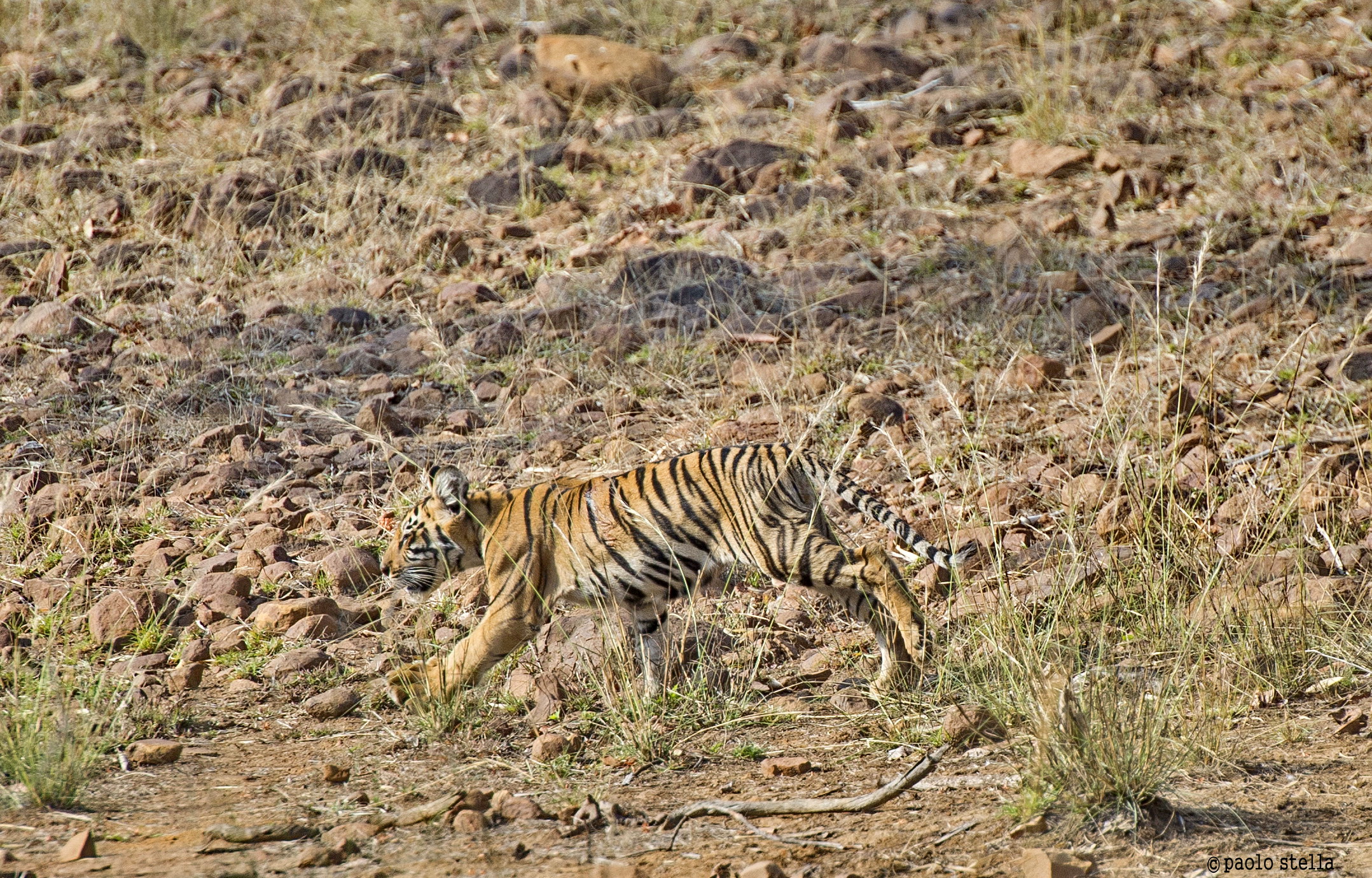 Running tiger cub