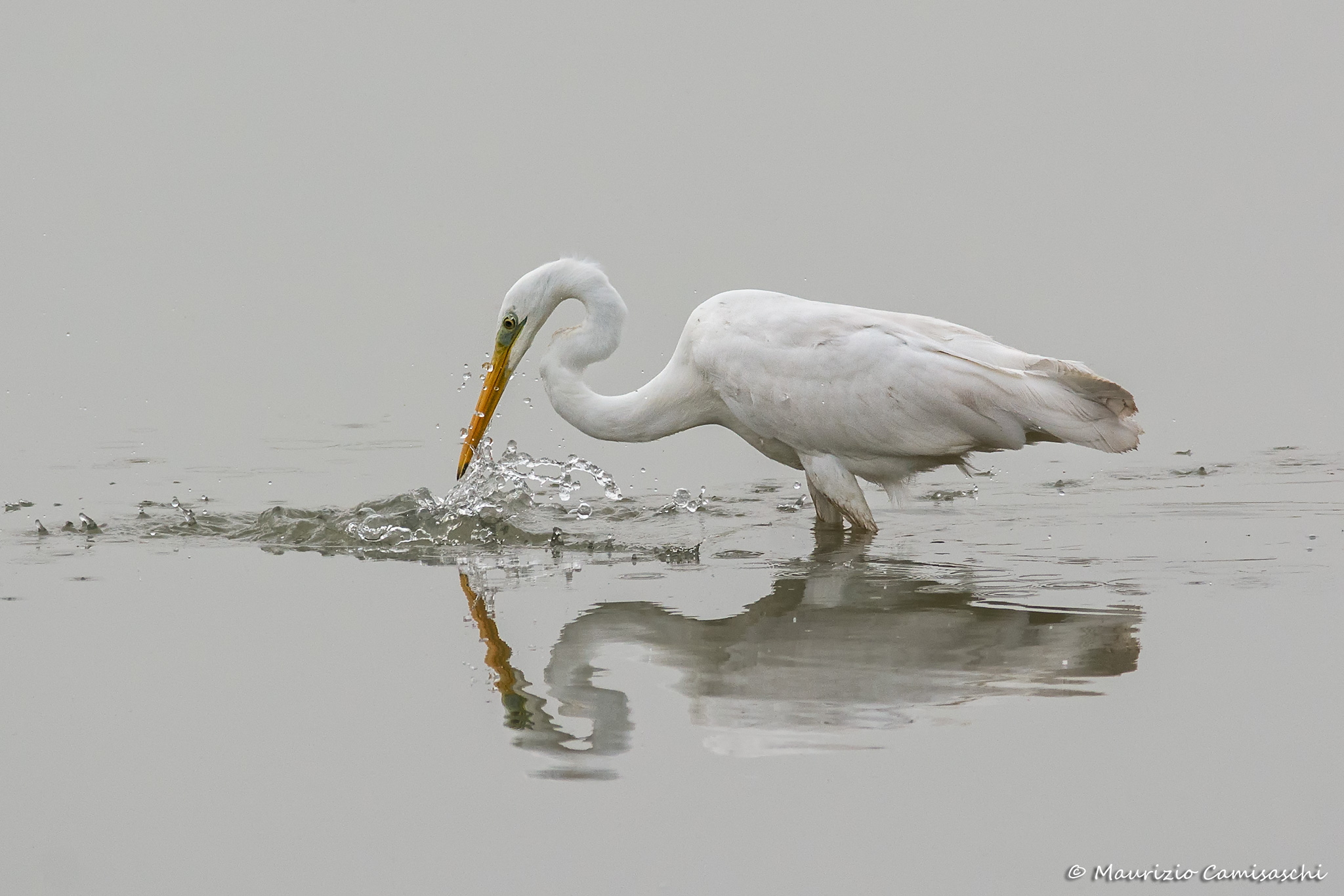 Great Egret