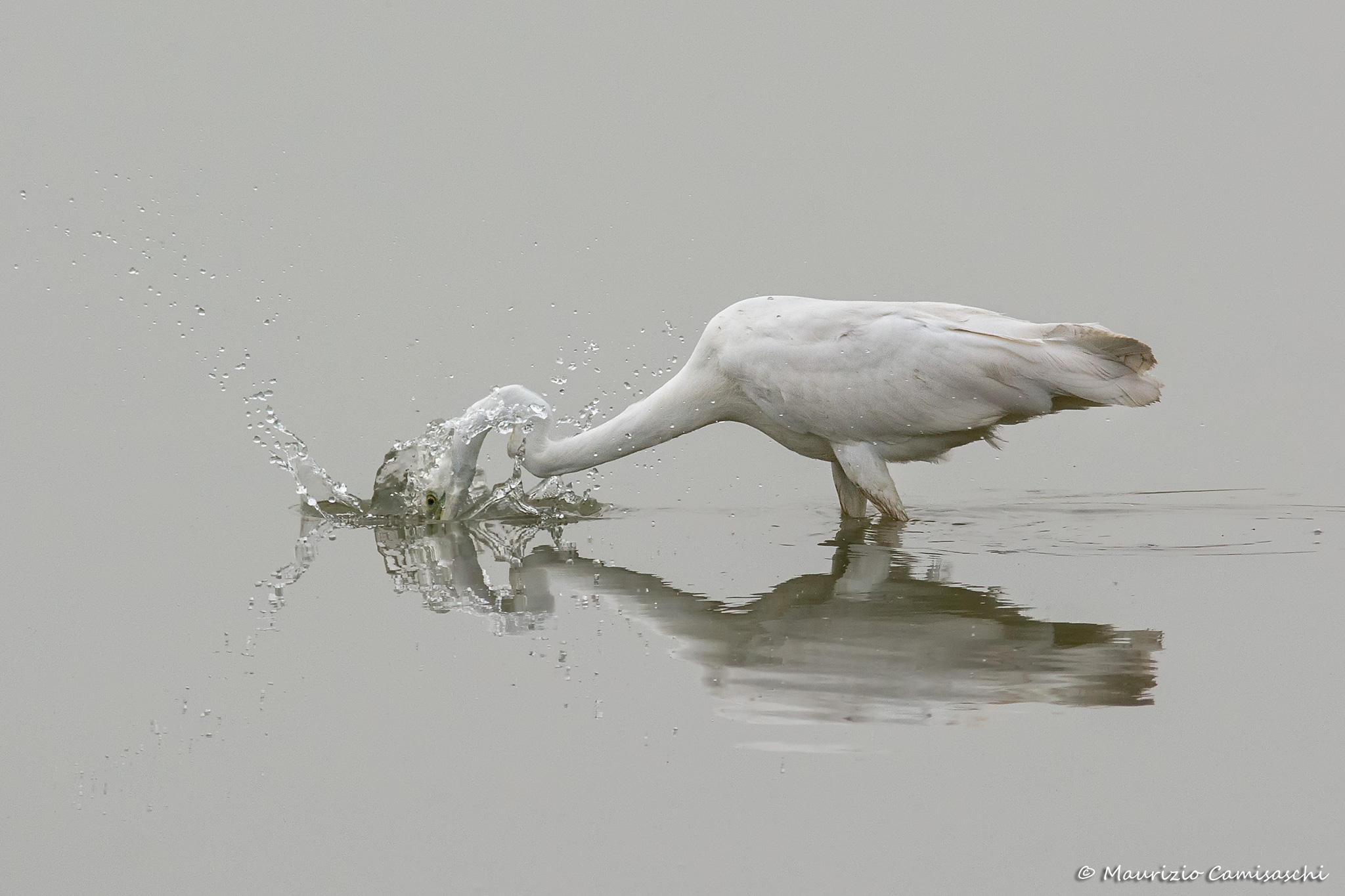 Great Egret