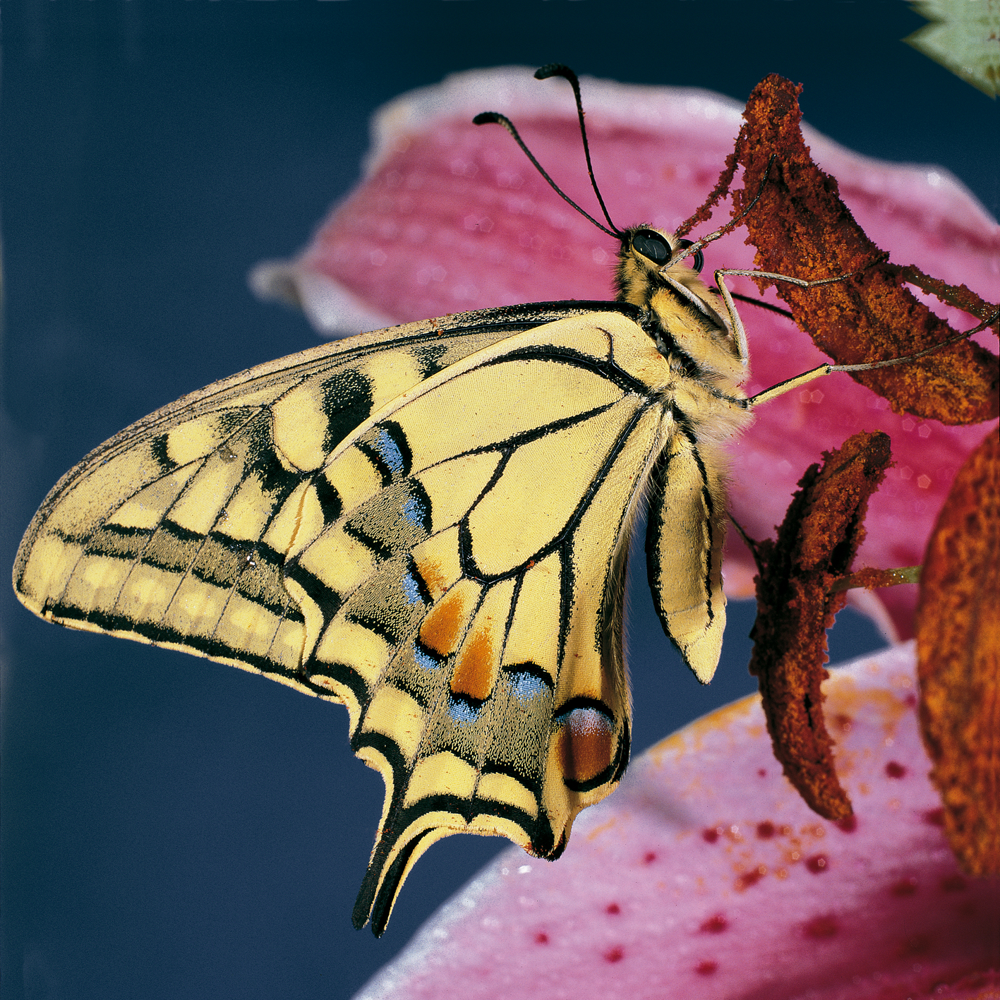 Foto pellicola dia 1985