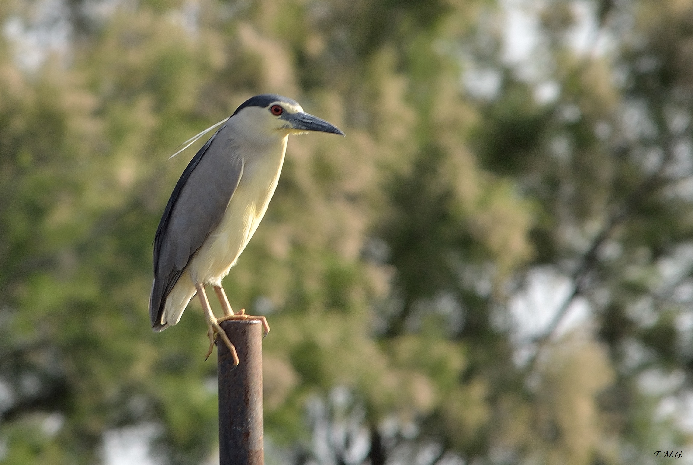 Nitticora al tramonto