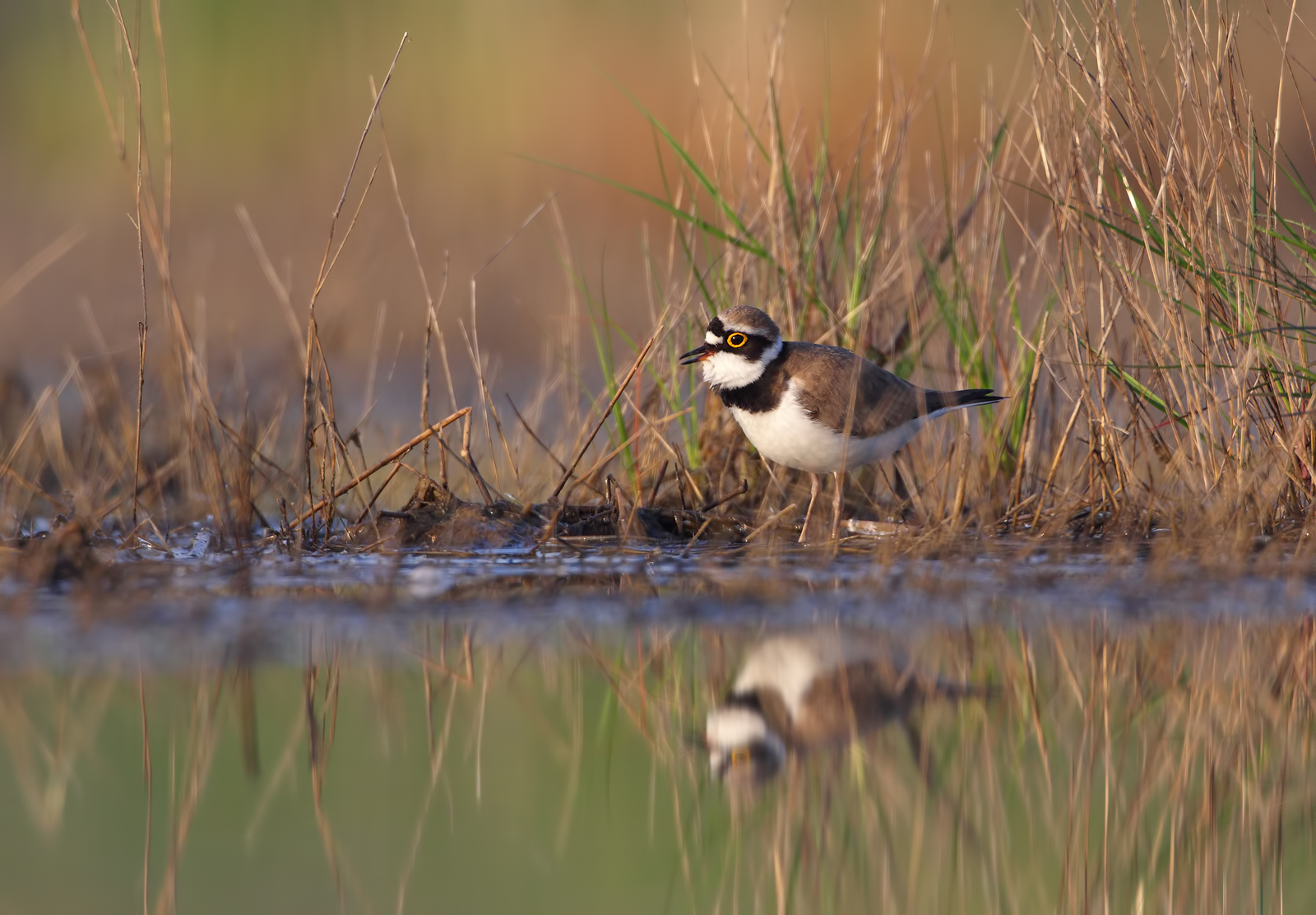 Little Ringed Plover in dress