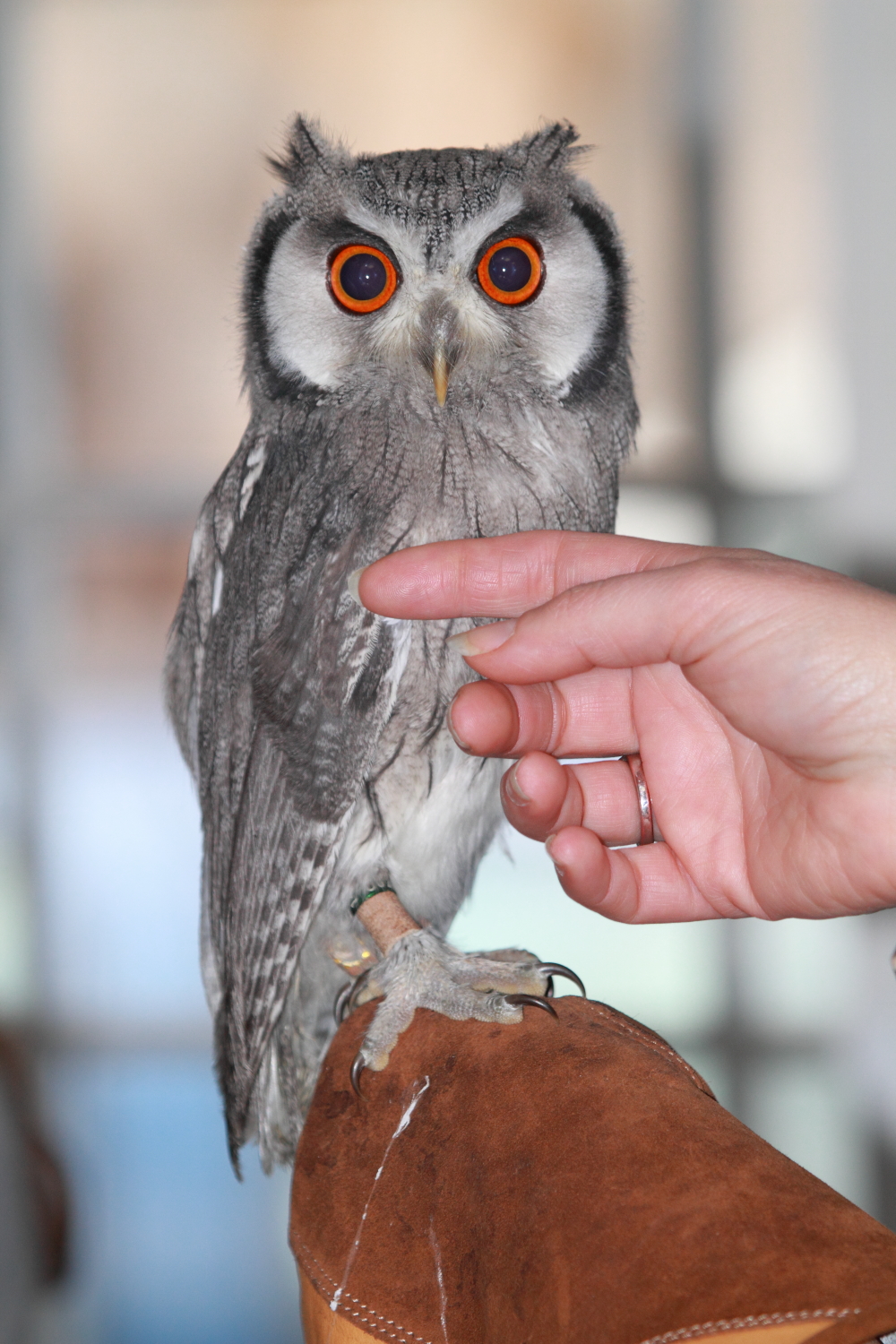 Assiolo faccia bianca(Ptilopsis leucotis )