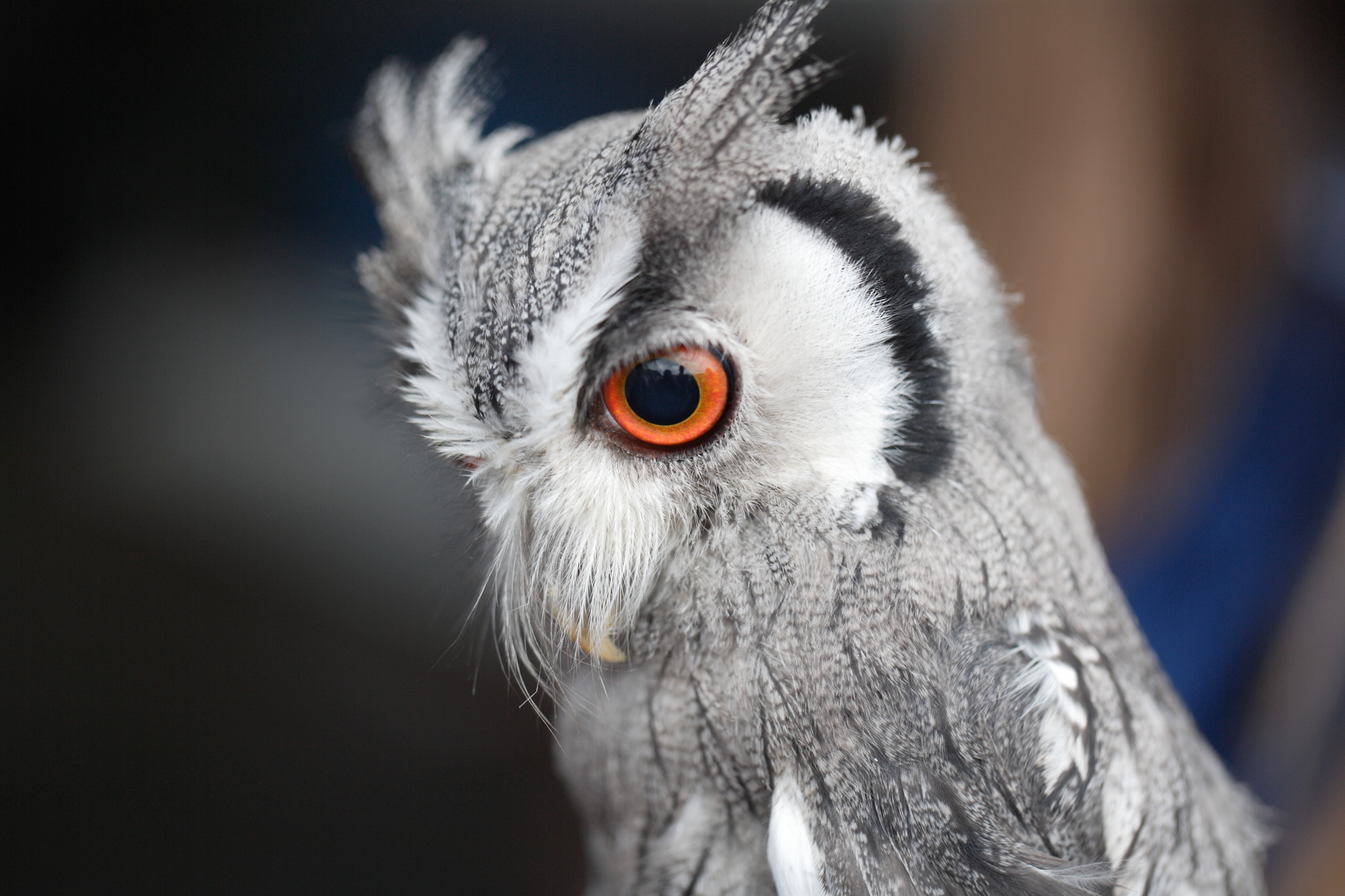 Assiolo faccia bianca (Ptilopsis leucotis )