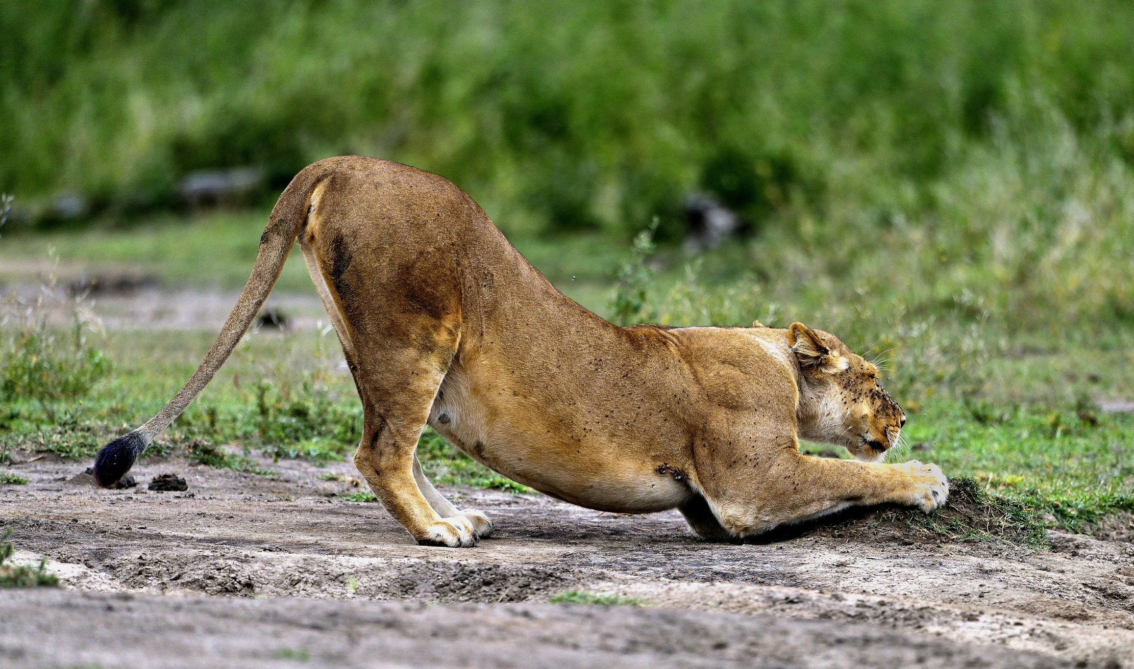 Ngorongoro Cocervation Area - Stirata