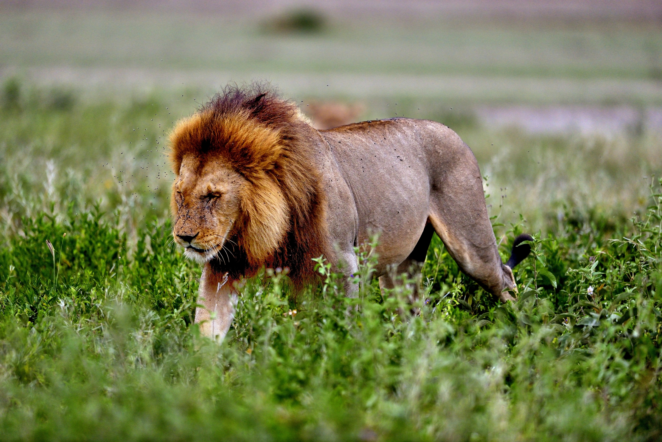 Ngorongoro Cocervation Area - Leone