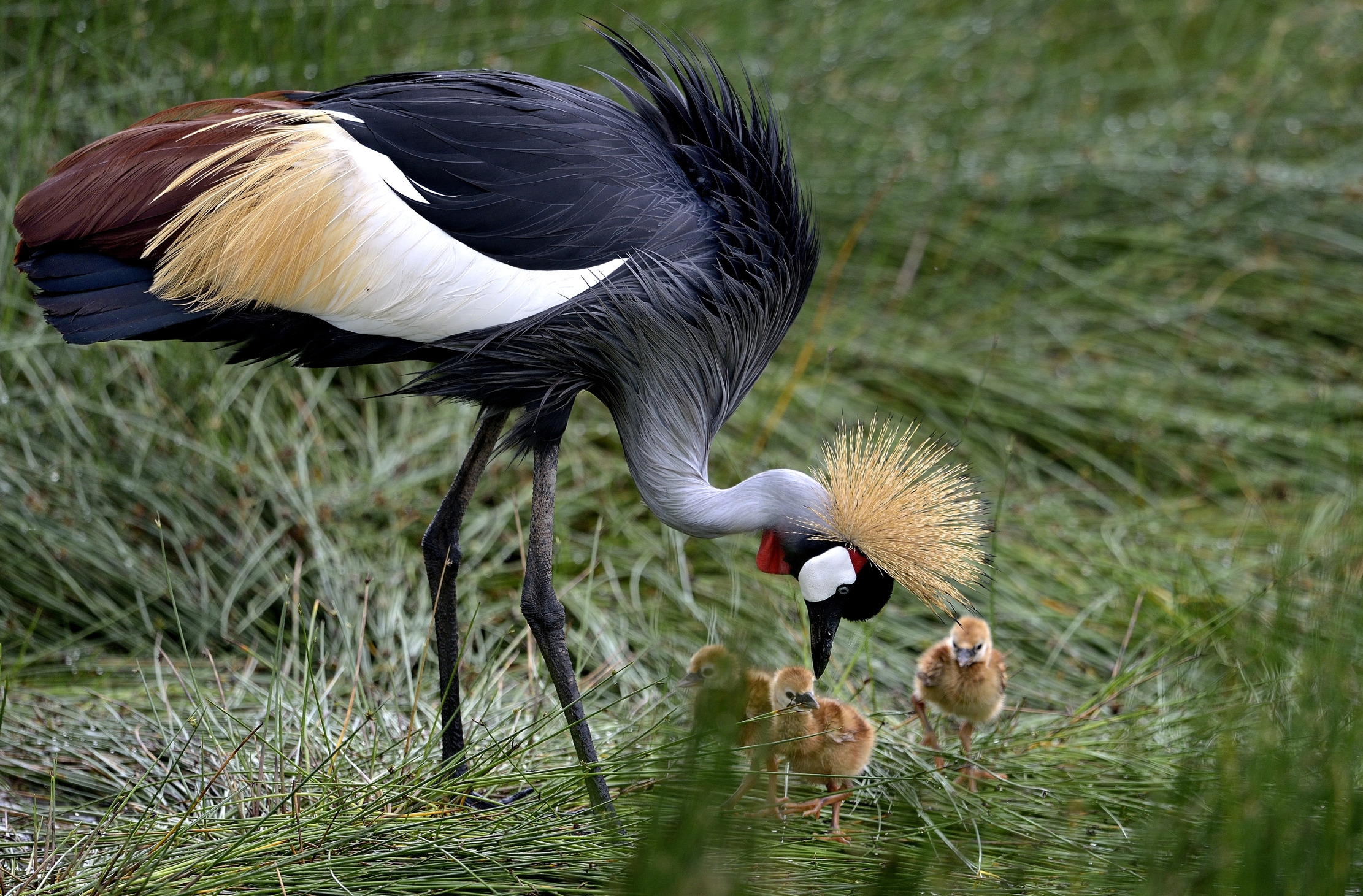 Ngorongoro Cocervation Area - Gru coronata con pulli
