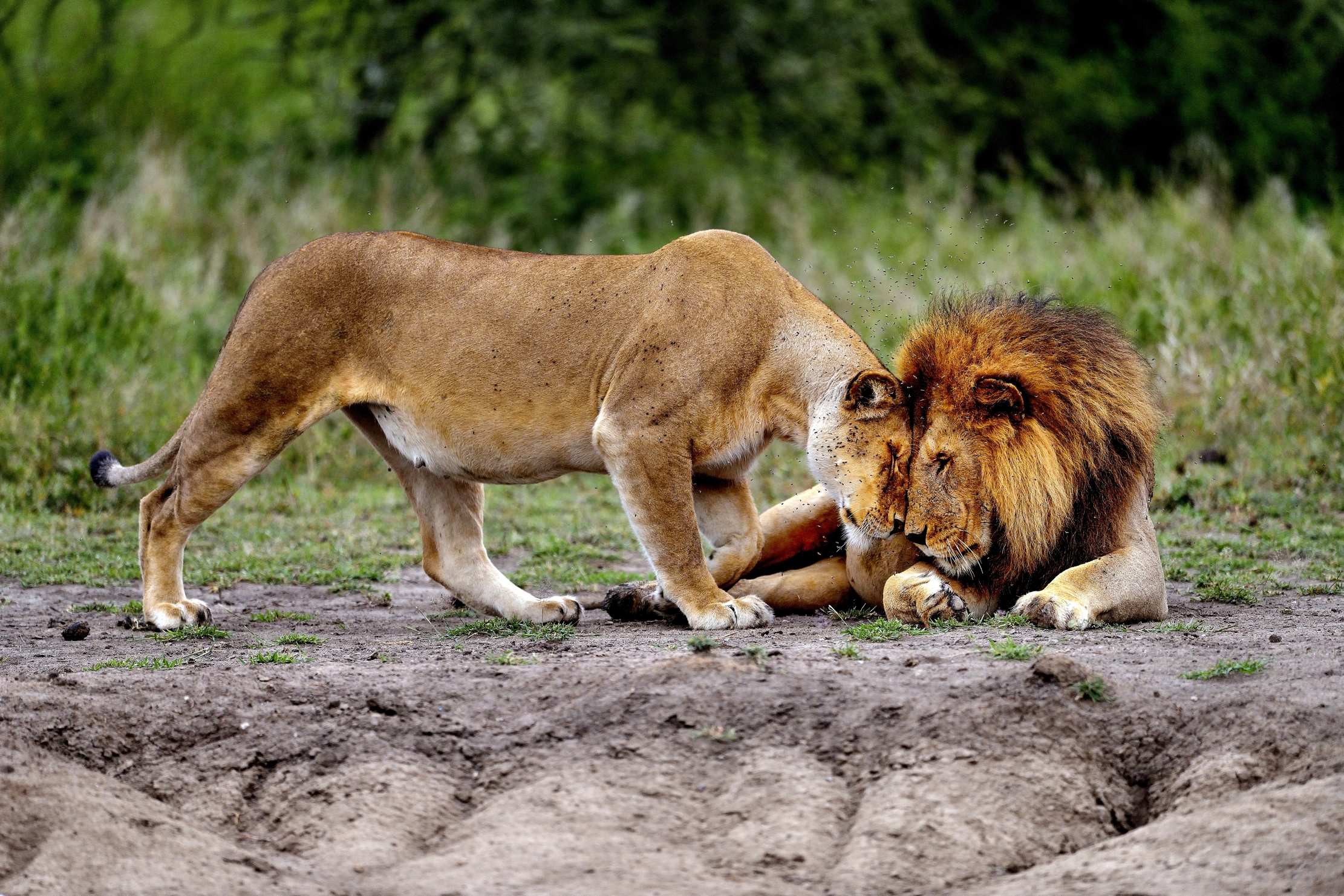 Ngorongoro Cocervation Area - Quando ci si ama