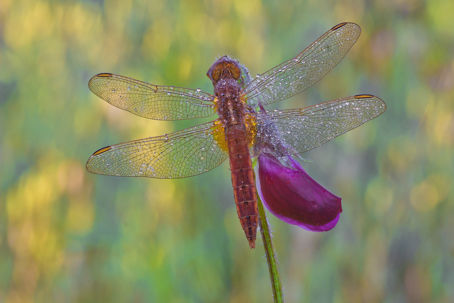 Dragonfly
