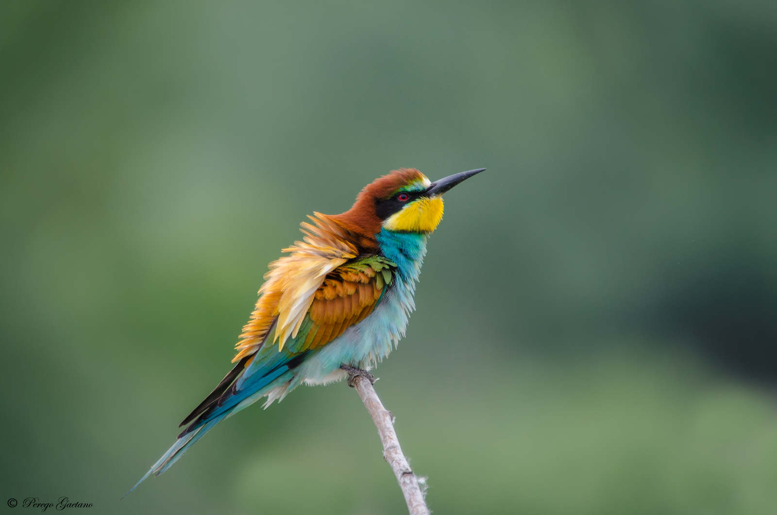 Bee-Eater