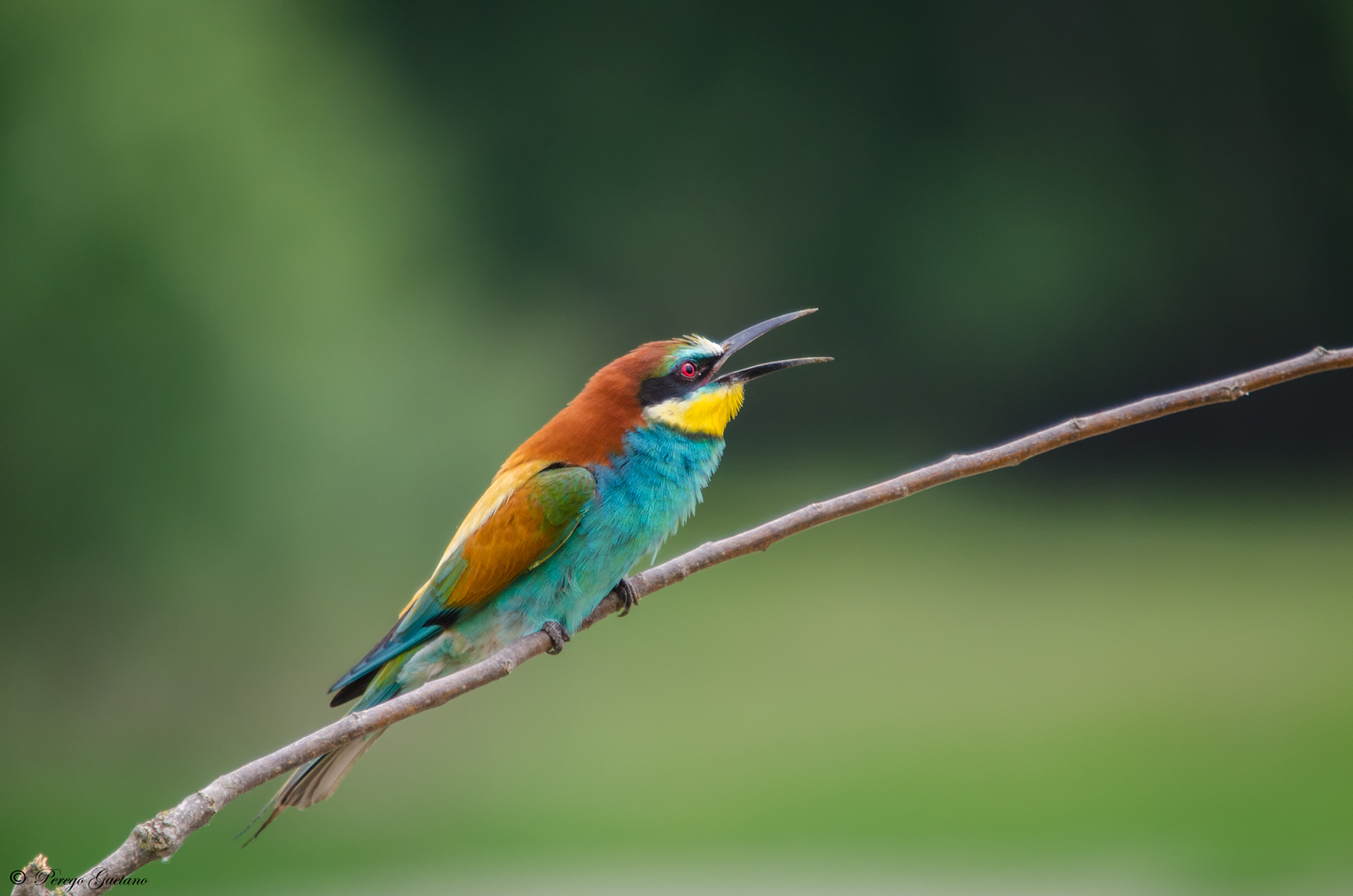 Gruccione brontolone