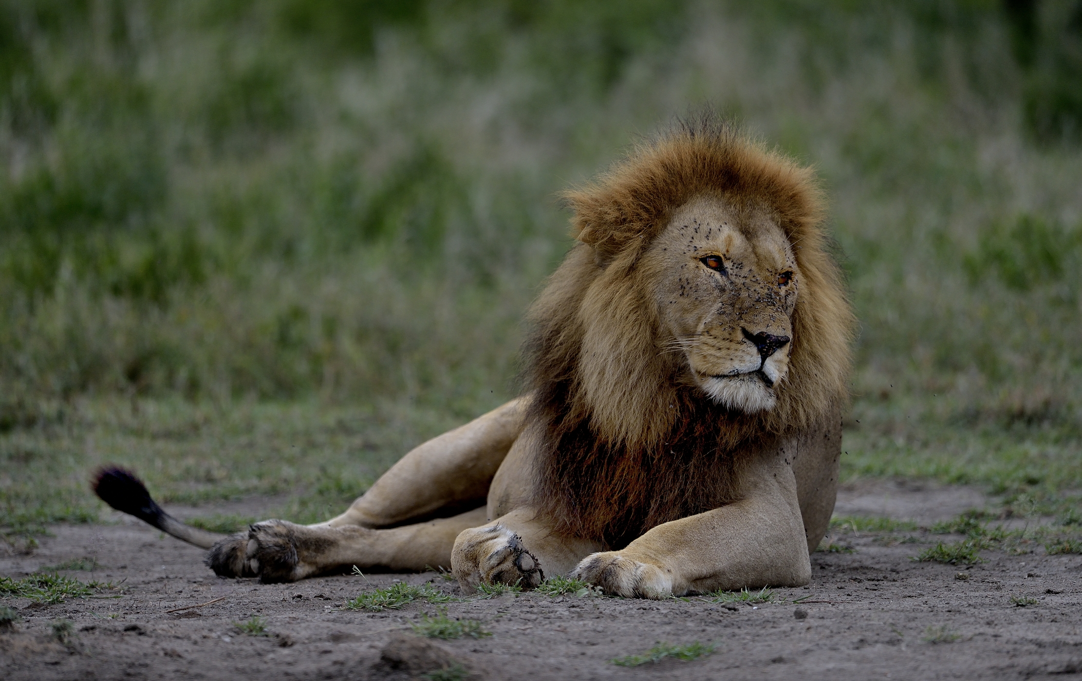 Ngorongoro Cons. Area - Leone