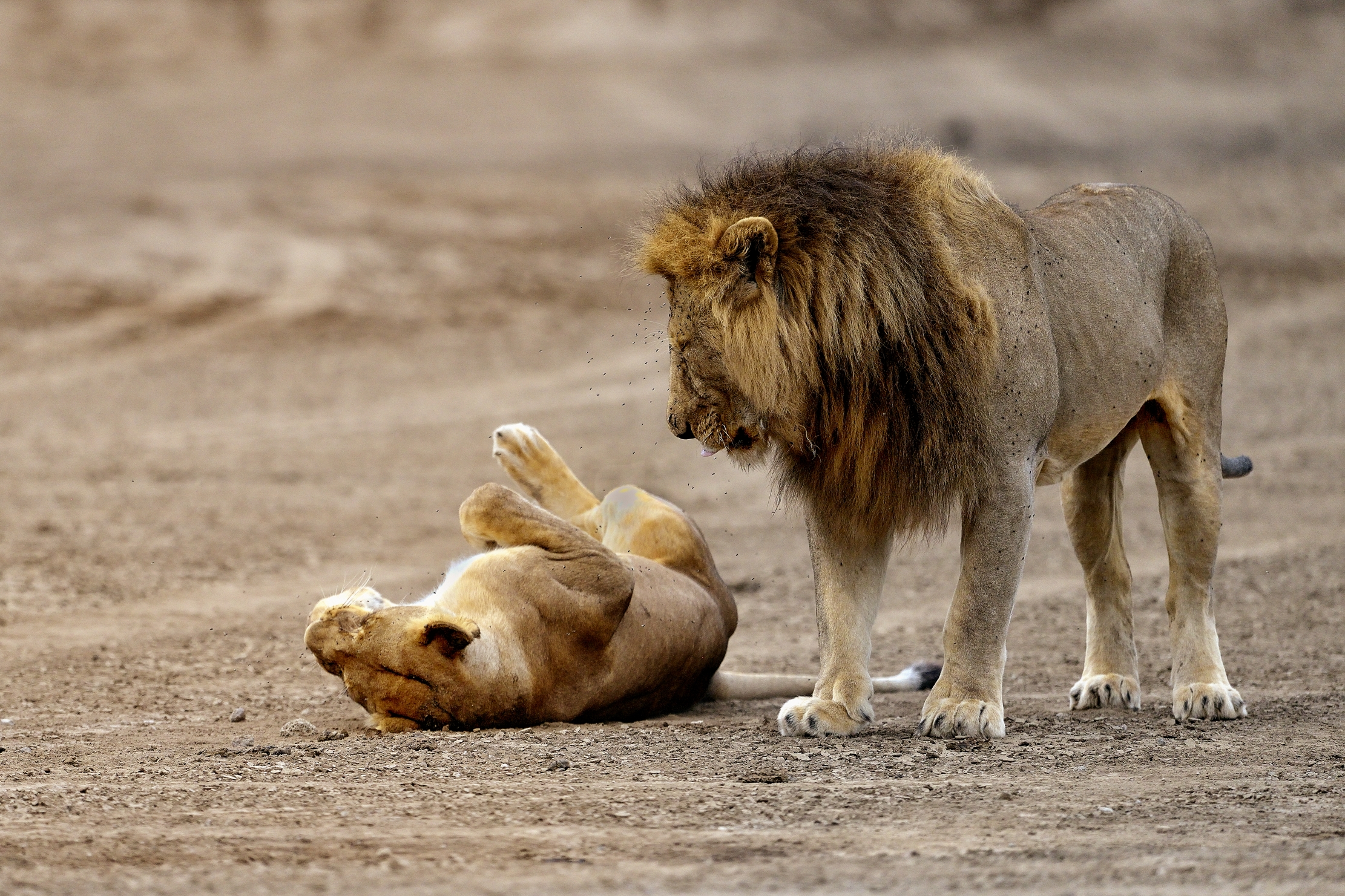 Ngorongoro Cons. Area - Leoni