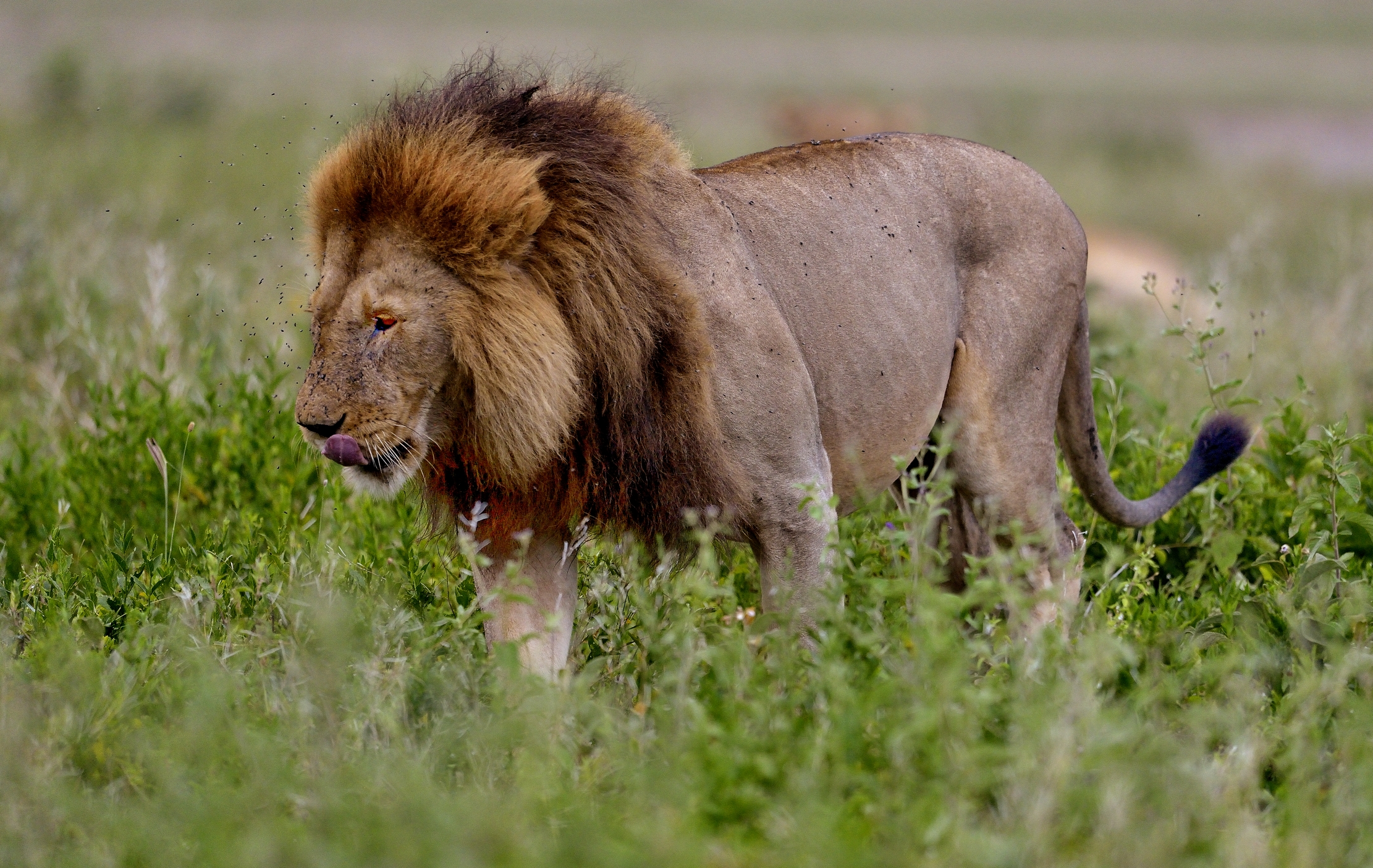 Ngorongoro Cons. Area - Leone