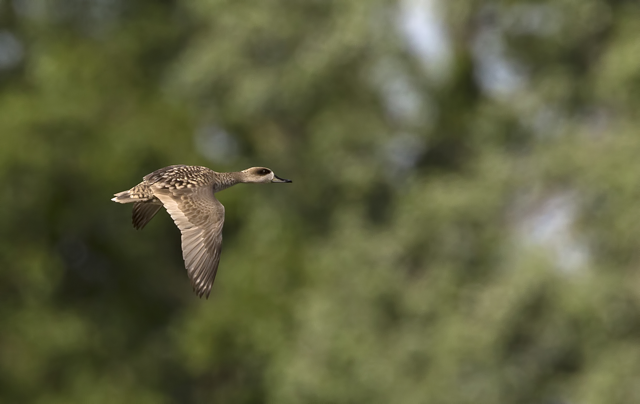 The flight of marbled