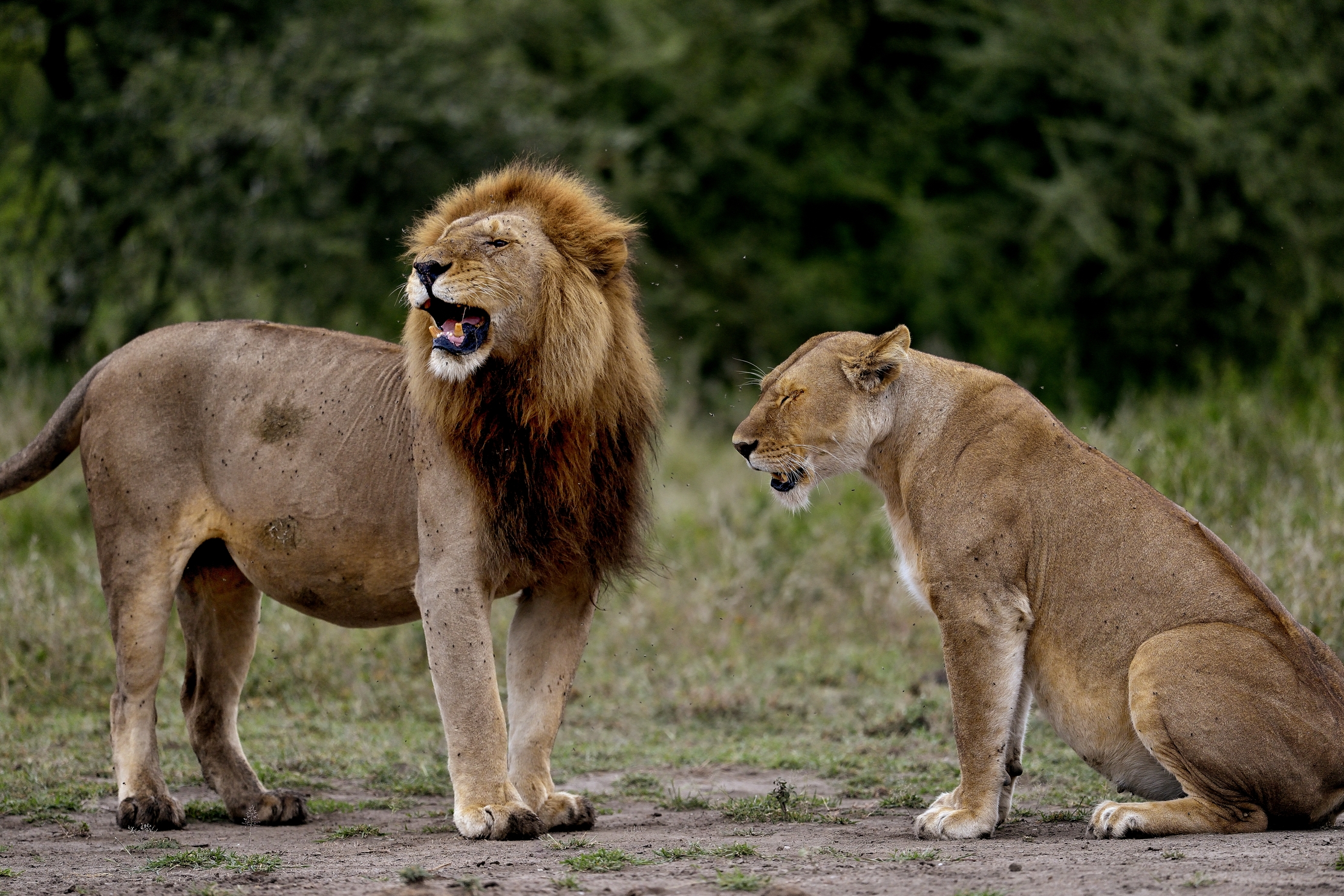 Ngorongoro Cons. Area - Leoni