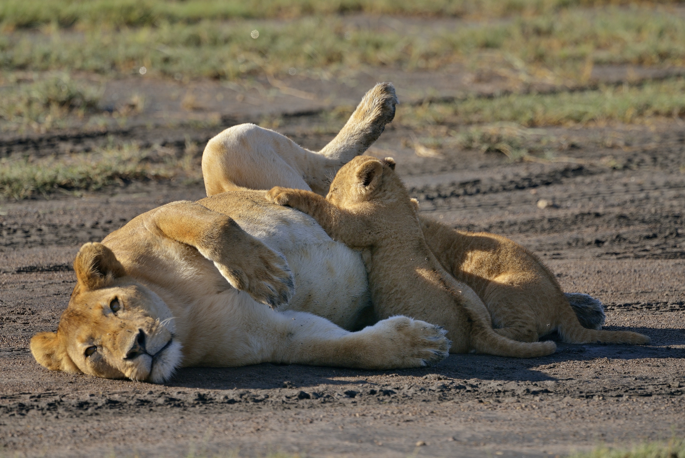 Ngorongoro Cons. Area - SEI mia!!