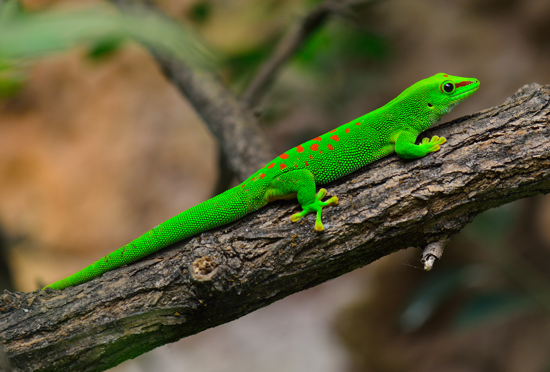 day gecko
