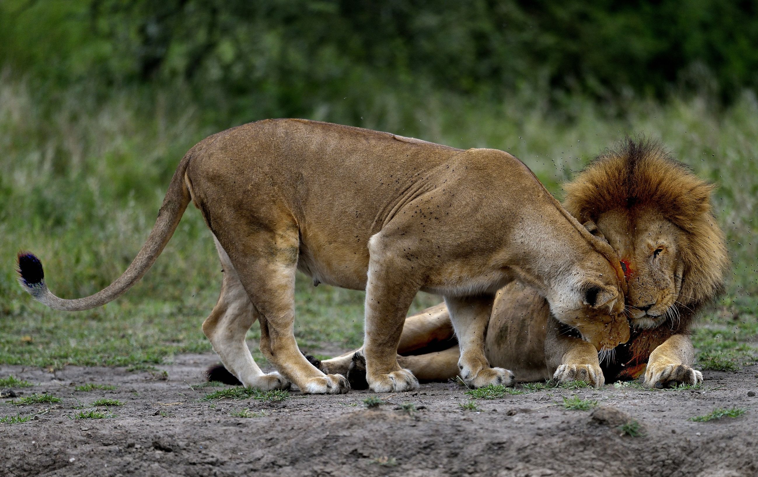 Ngorongoro Cons. Area - Quando ci si ama