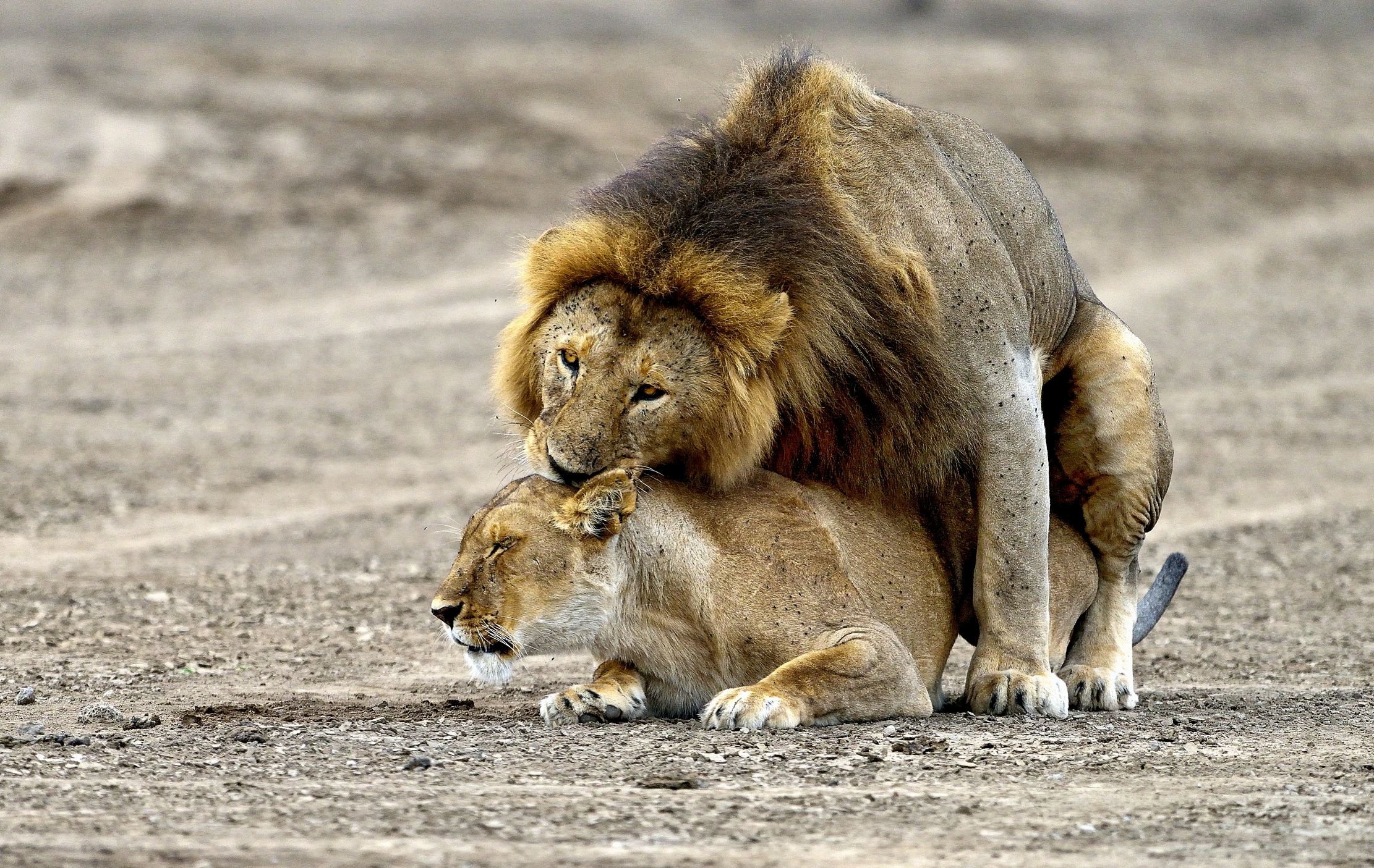 Ngorongoro Cocervation Area - Quando ci si ama