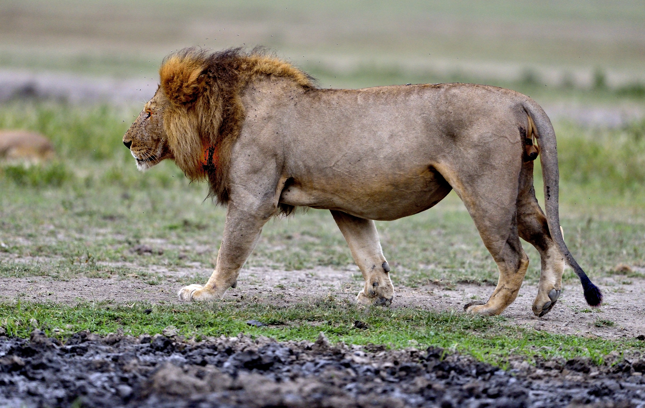 Ngorongoro Cons. Area - Leone