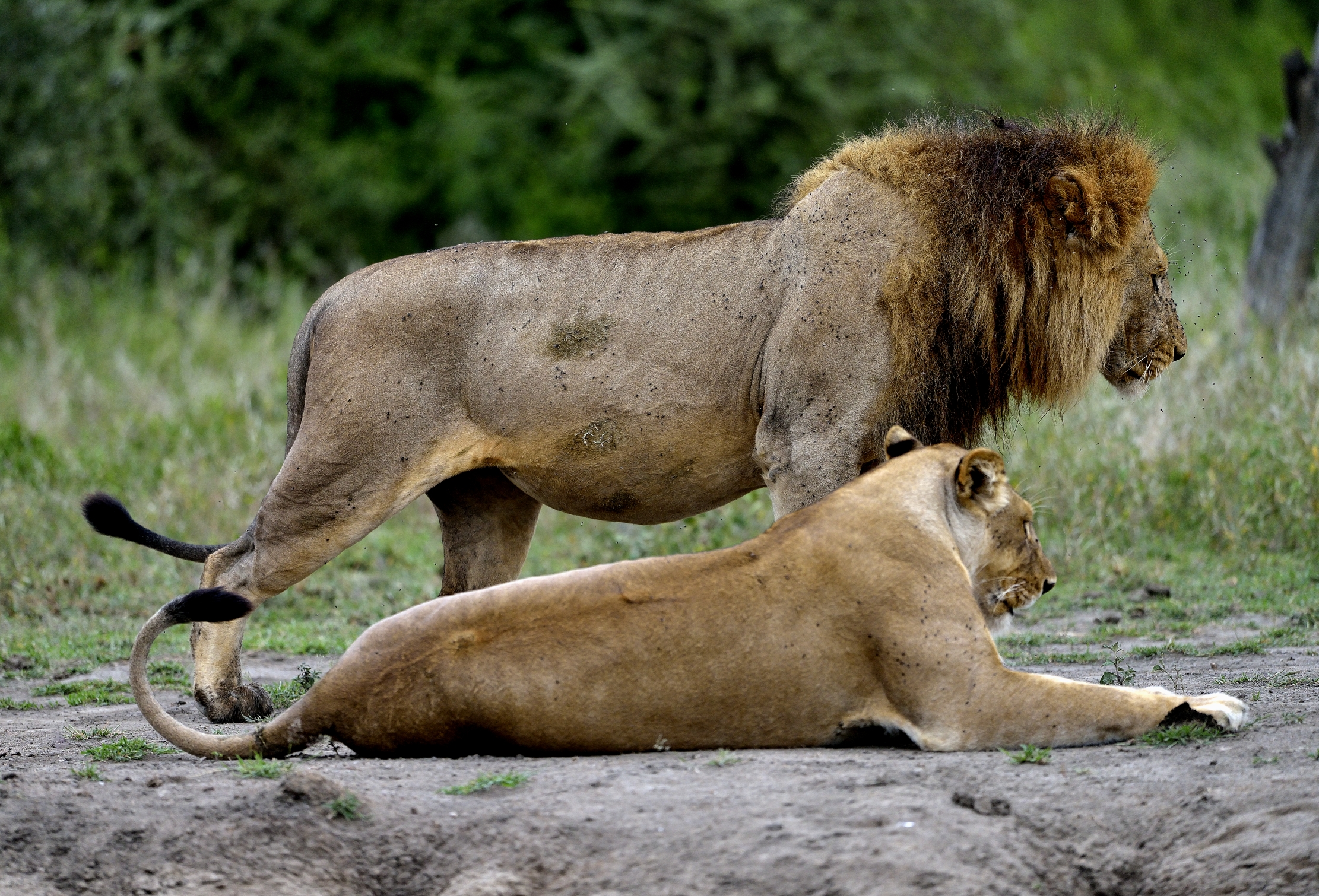 Ngorongoro Cons. Area - Leoni