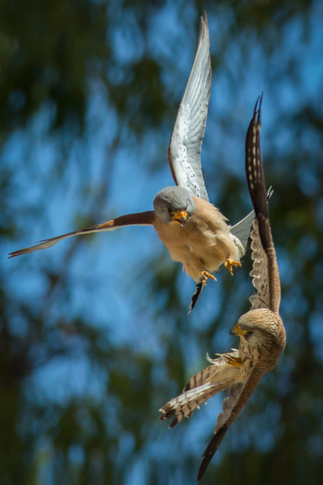 Against lesser kestrel Lesser Kestrel - Round 2