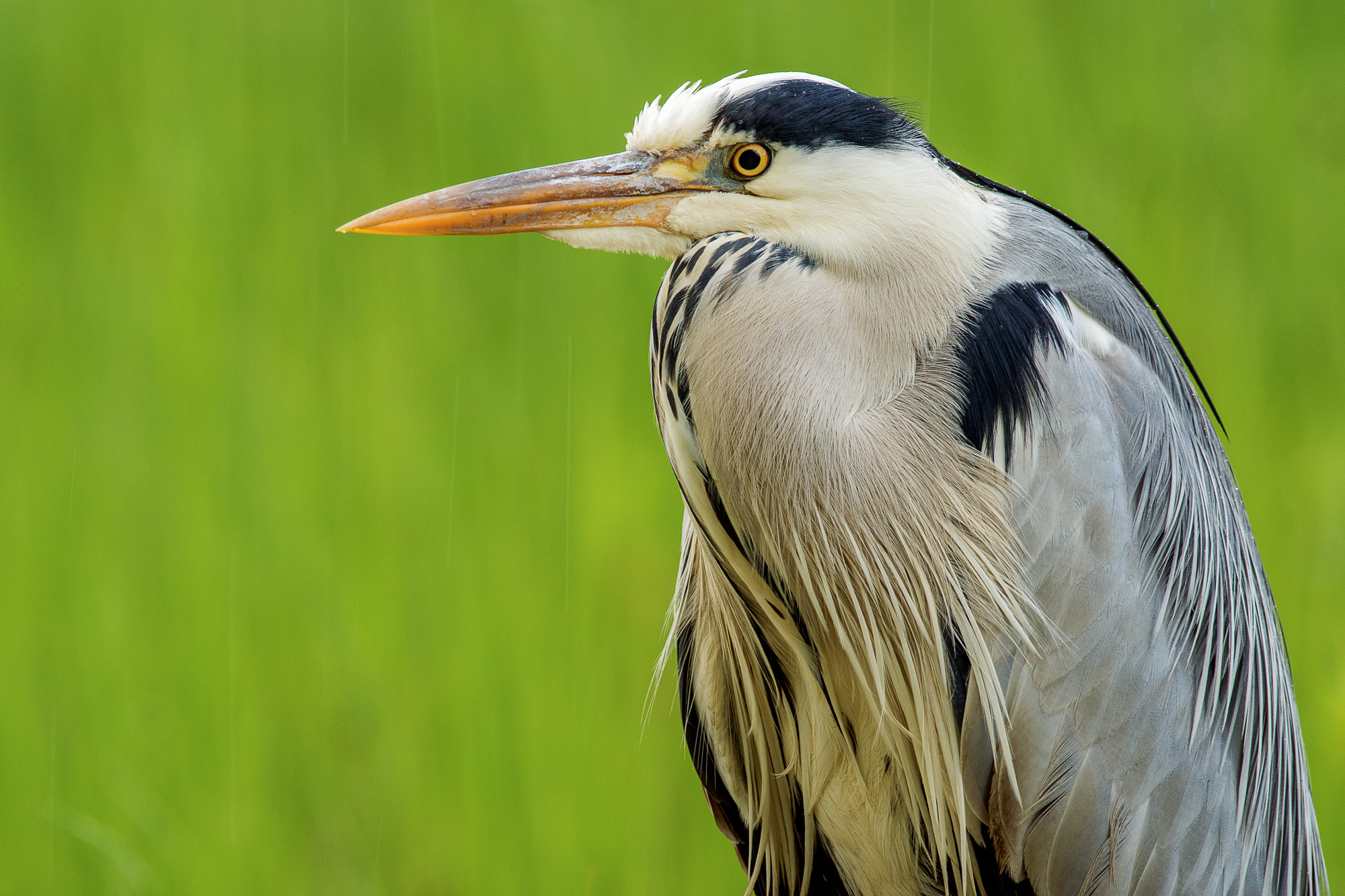 Heron in the Rain