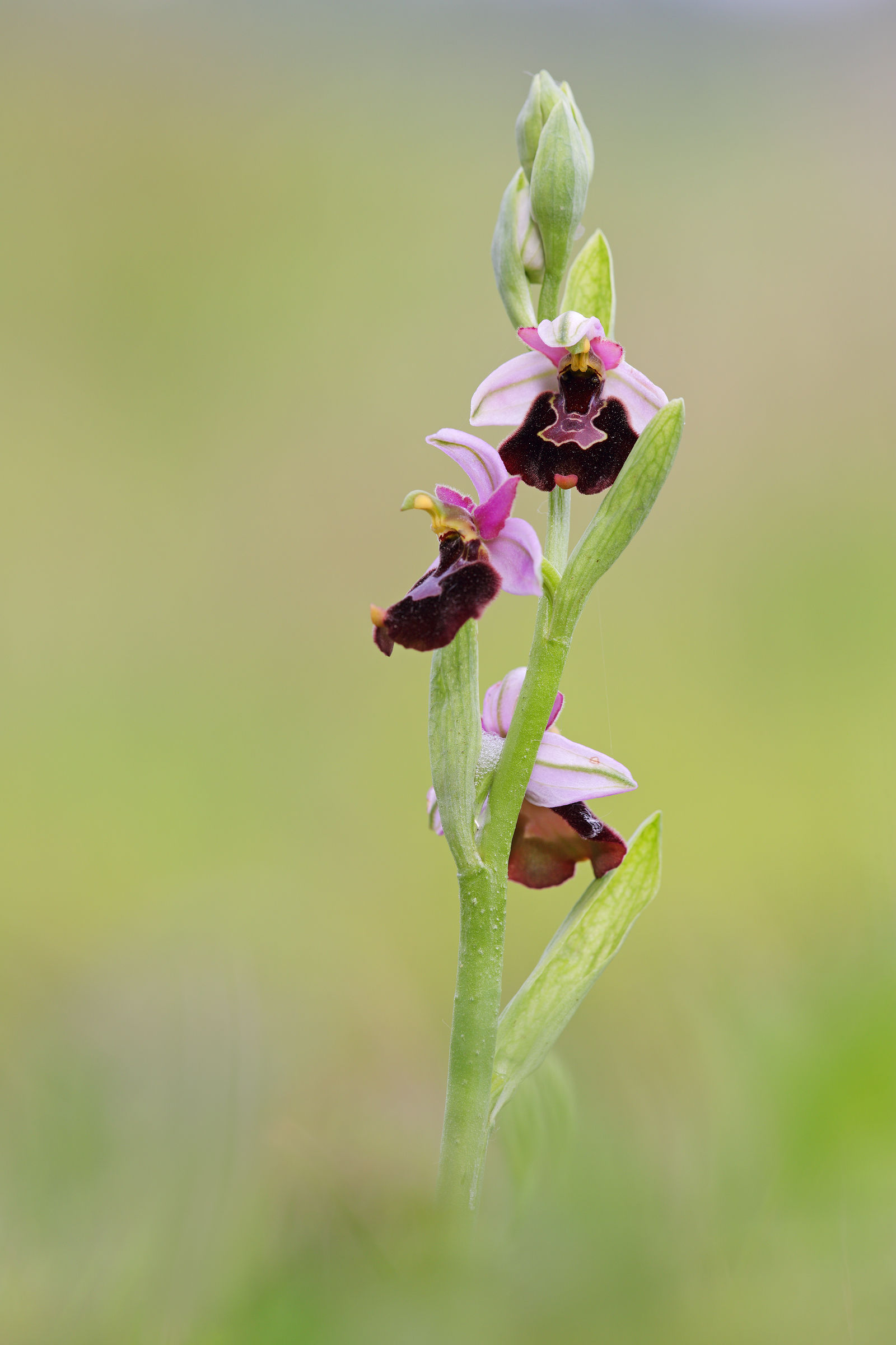 Ophrys Ophrys x bertolonii benacensis appennina