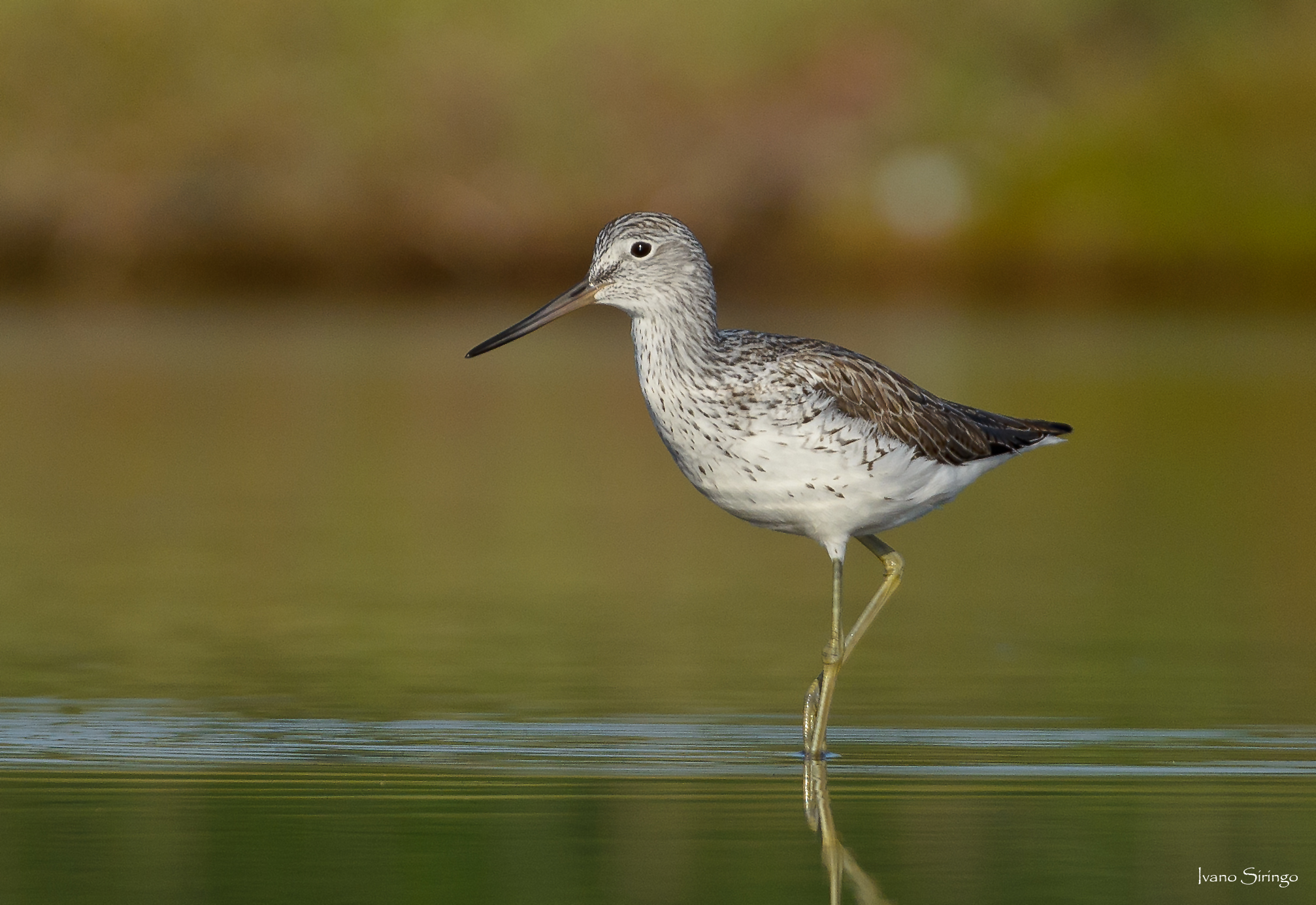 Greenshank