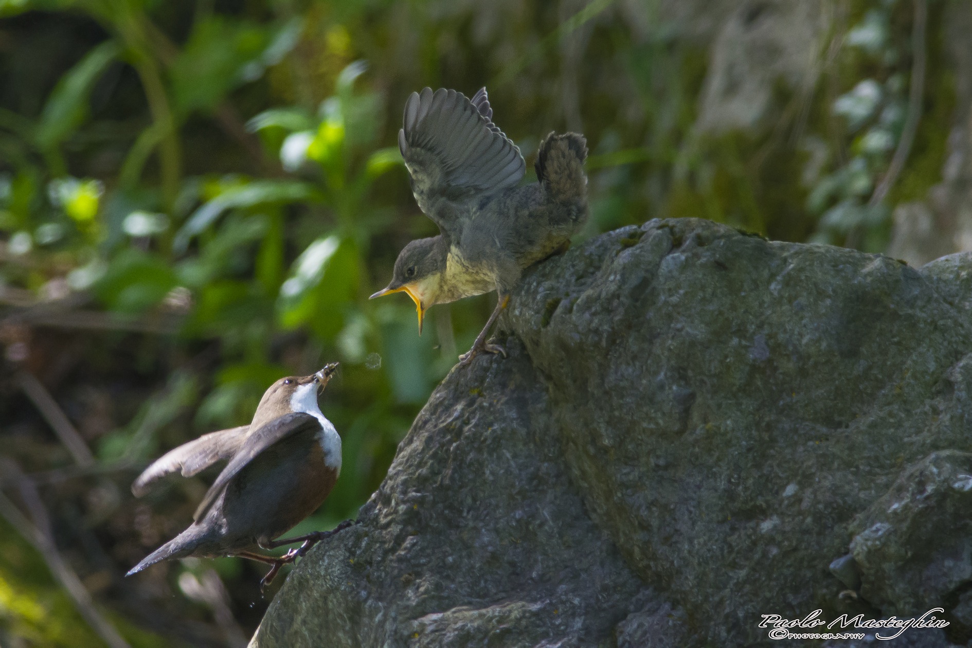 ahhhh....pappa in arrivo!!!