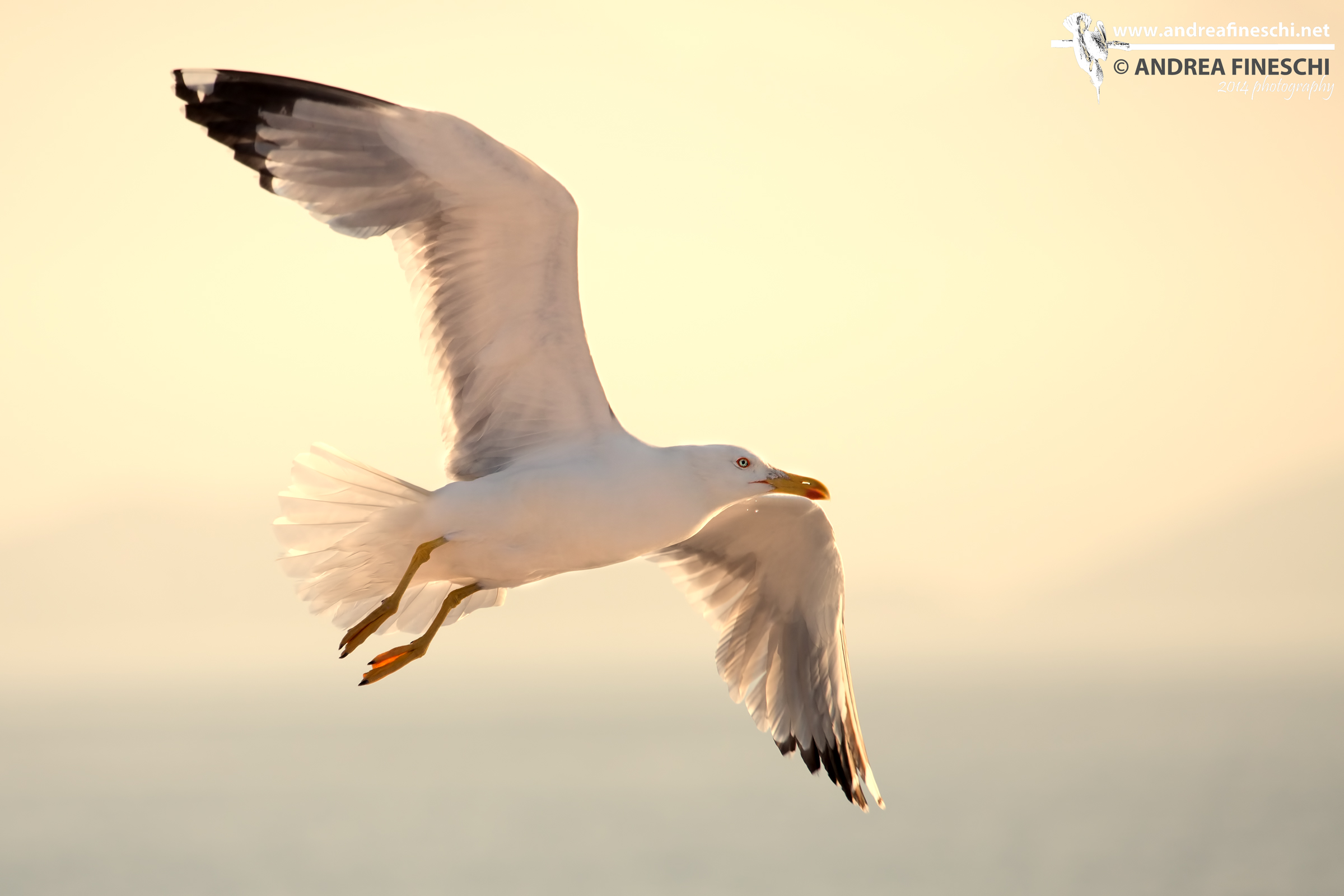 Gabbiano al tramonto