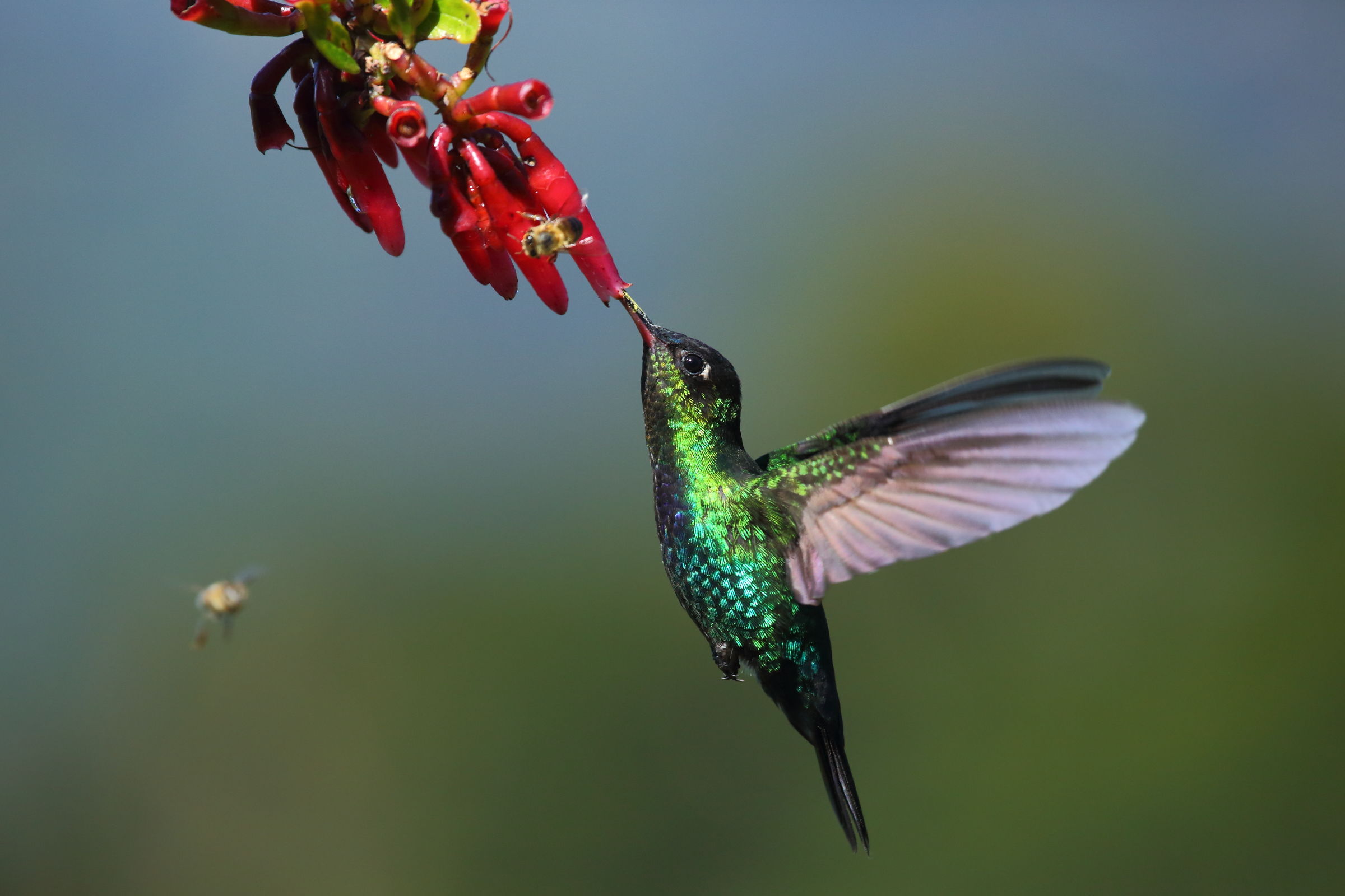 Colibri goladifiamma