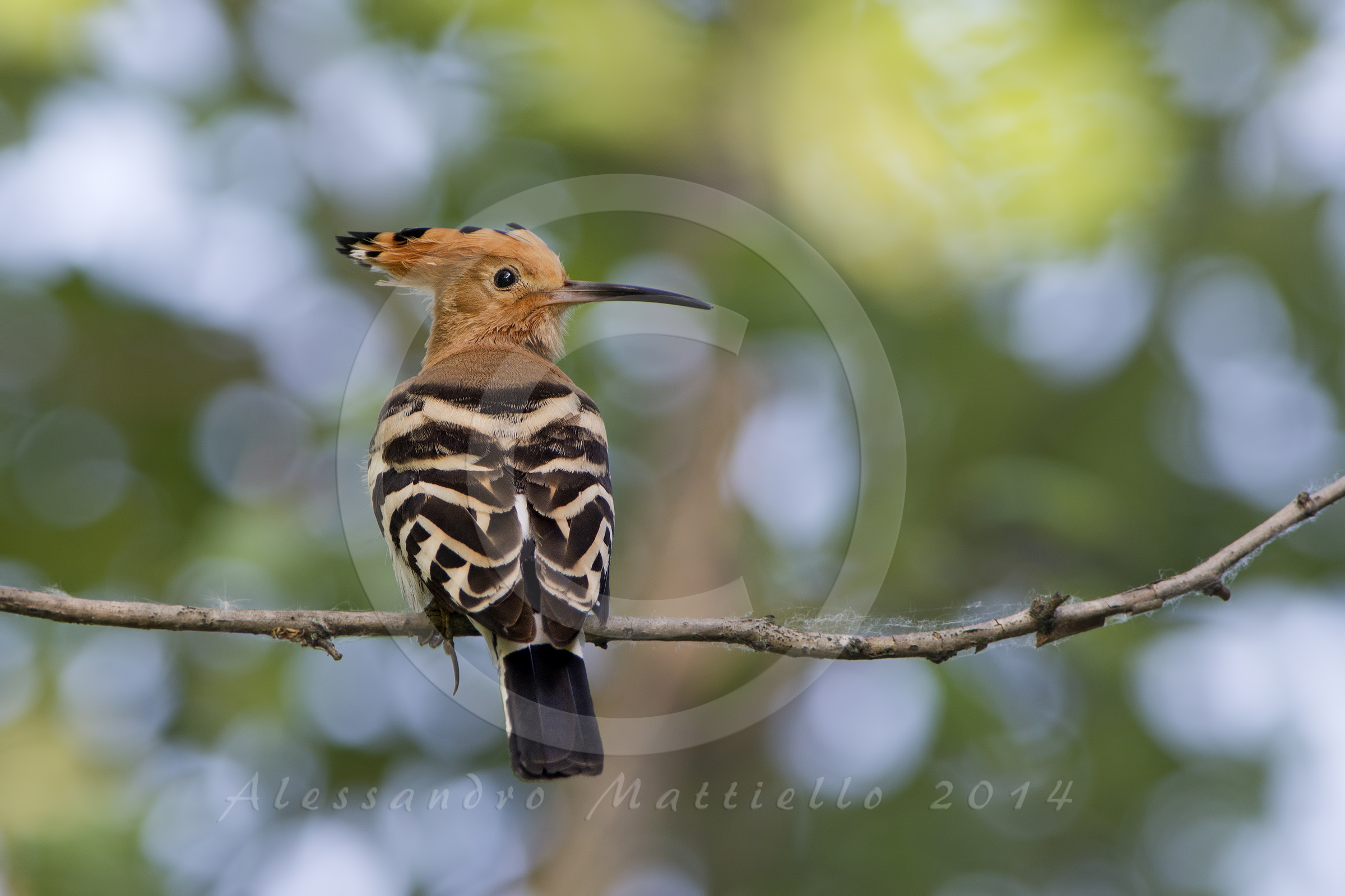 the first hoopoe
