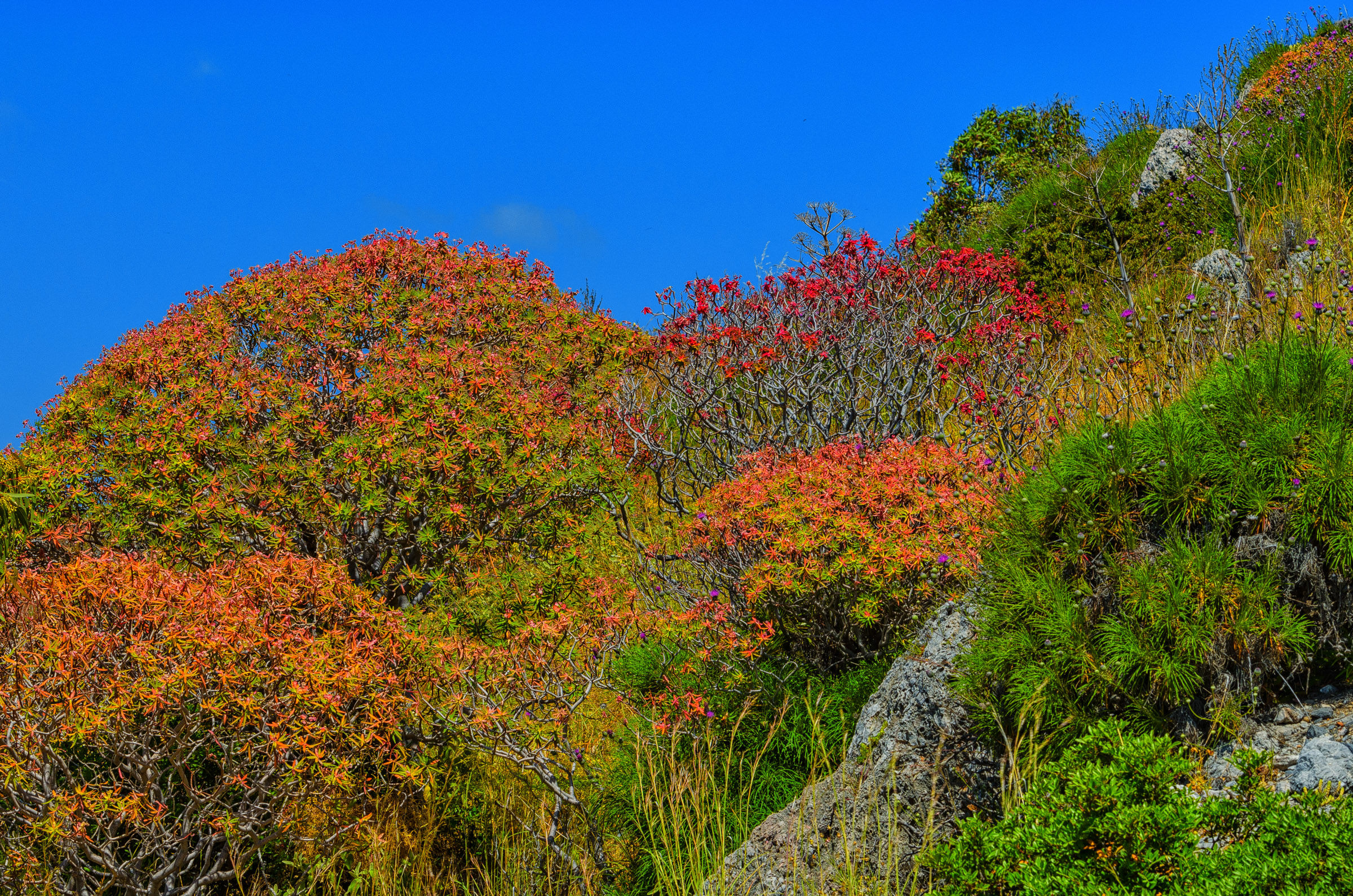 Mediterranean - Flora Spirit