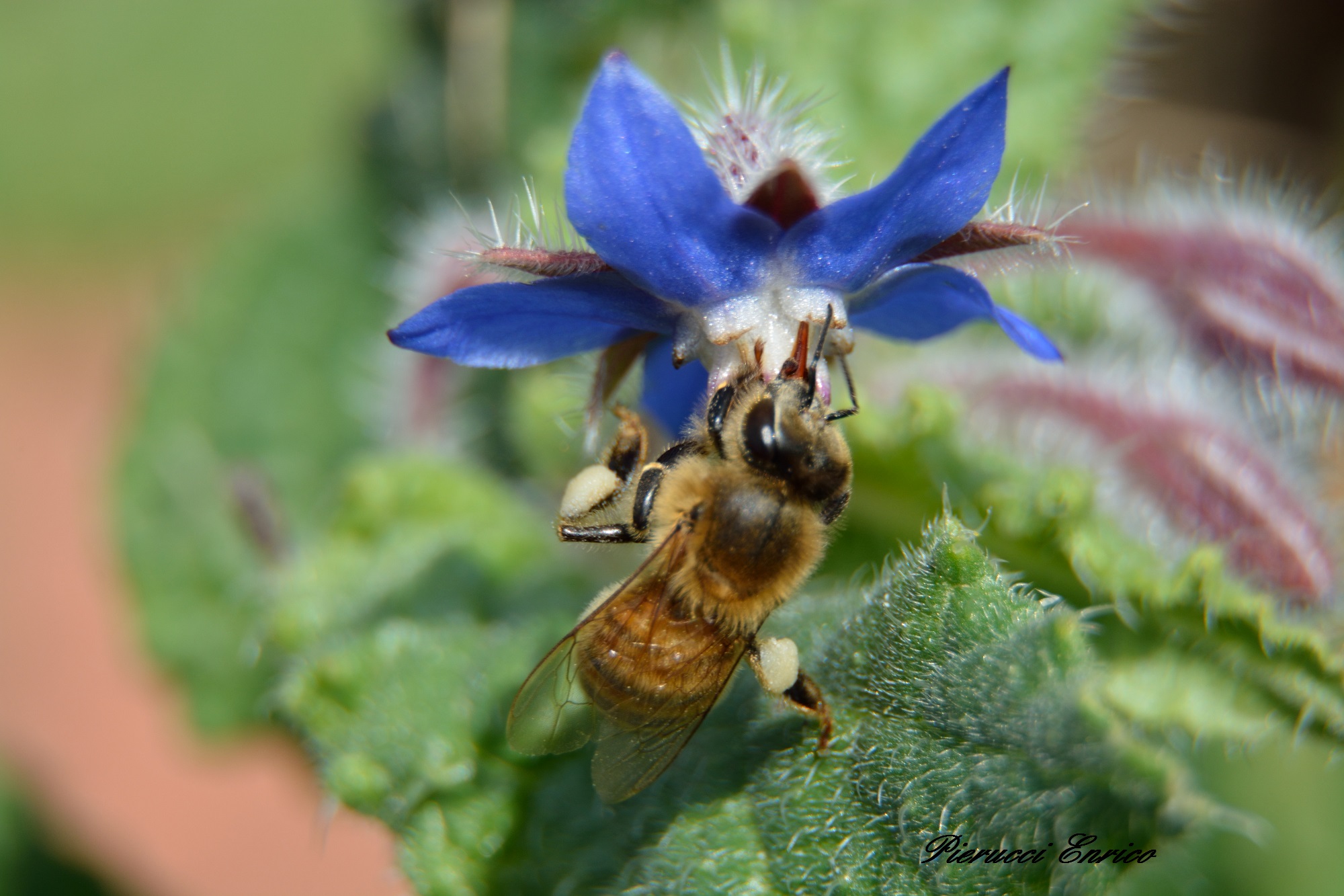 Ape su Fiore di Boragine