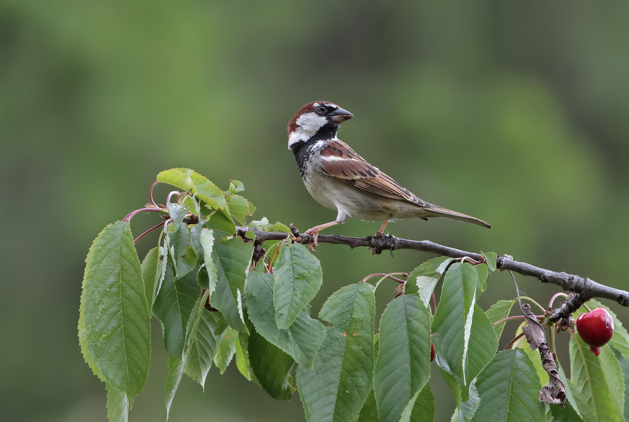 appetizing fruits in season 2