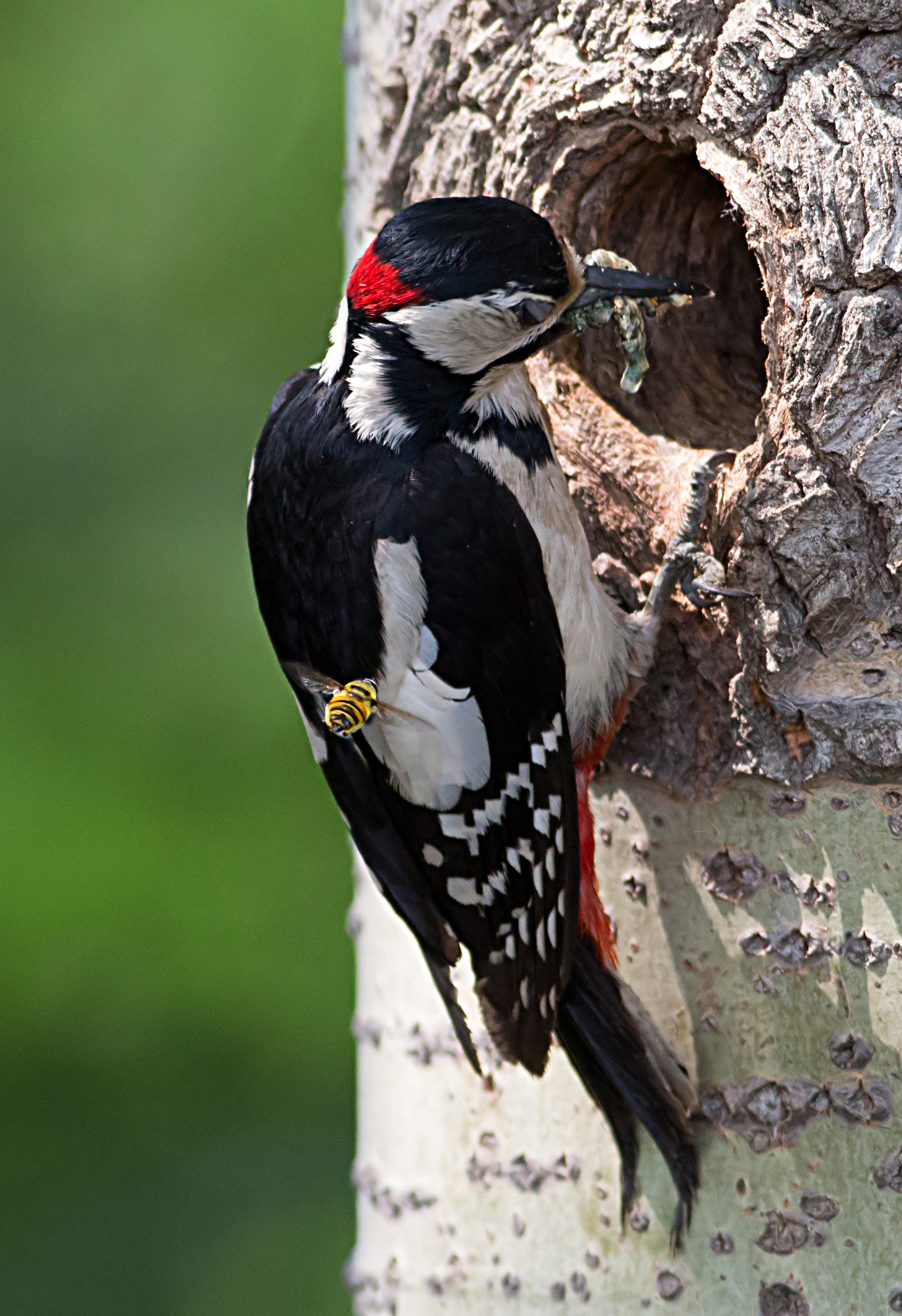 L'ape e il picchio rosso