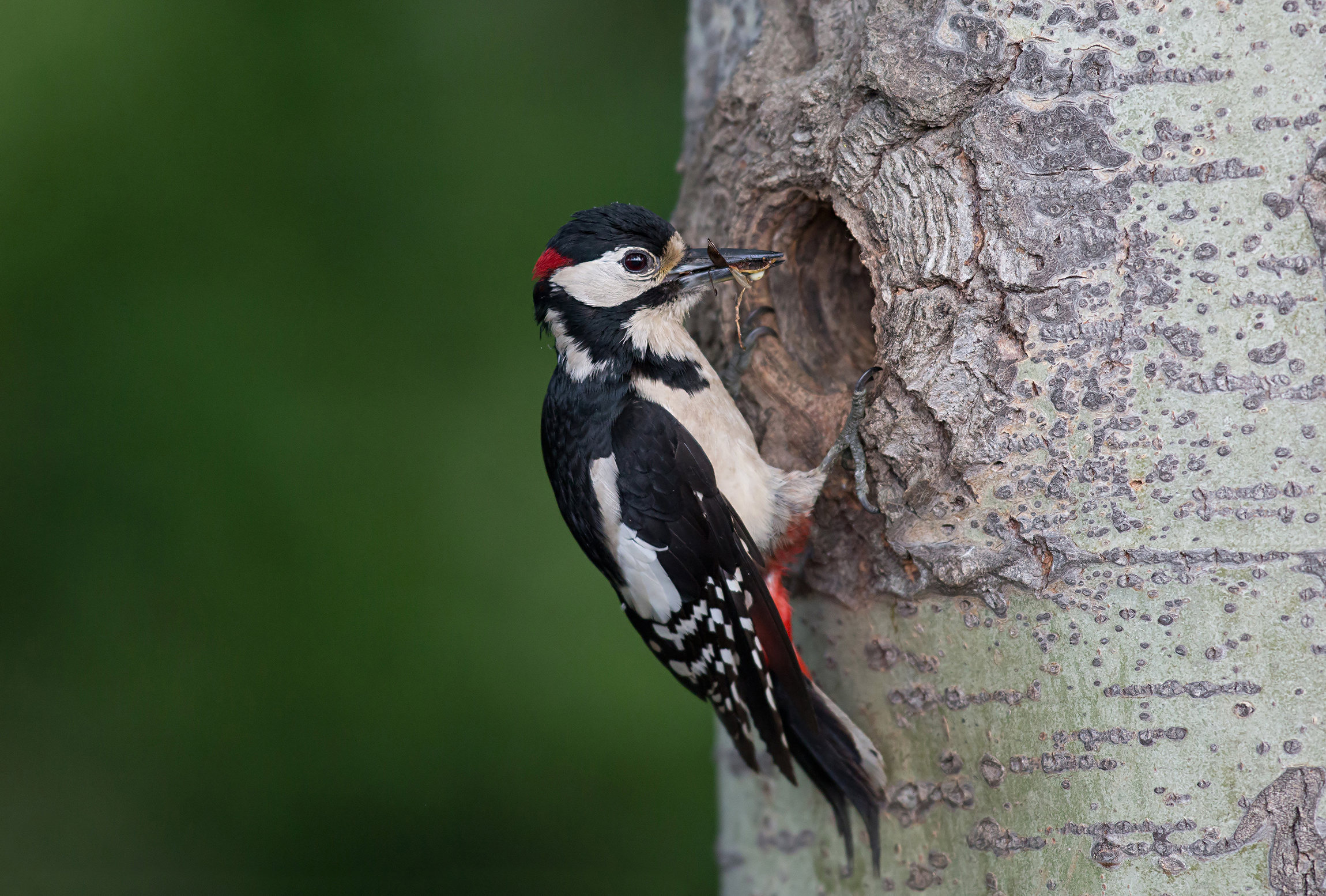 Picchio rosso maggiore maschio