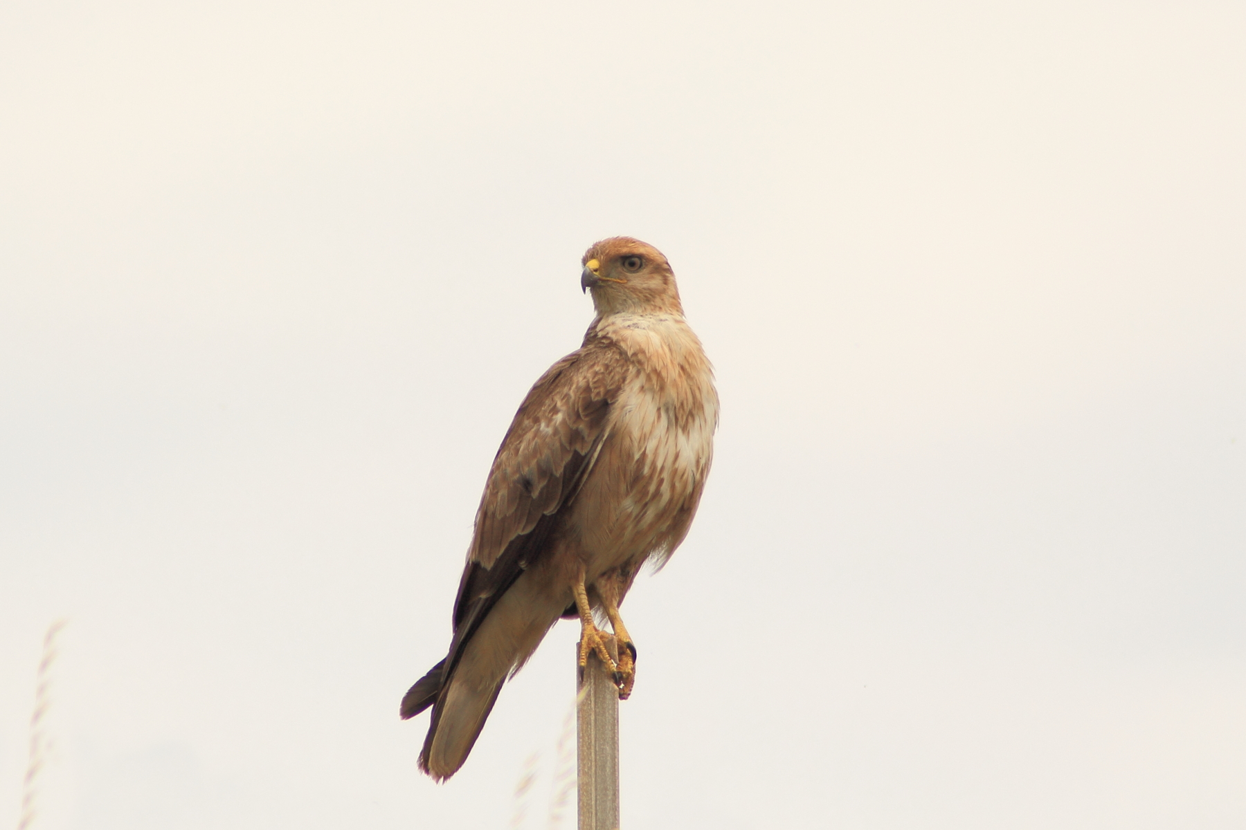 Buteo rufinus