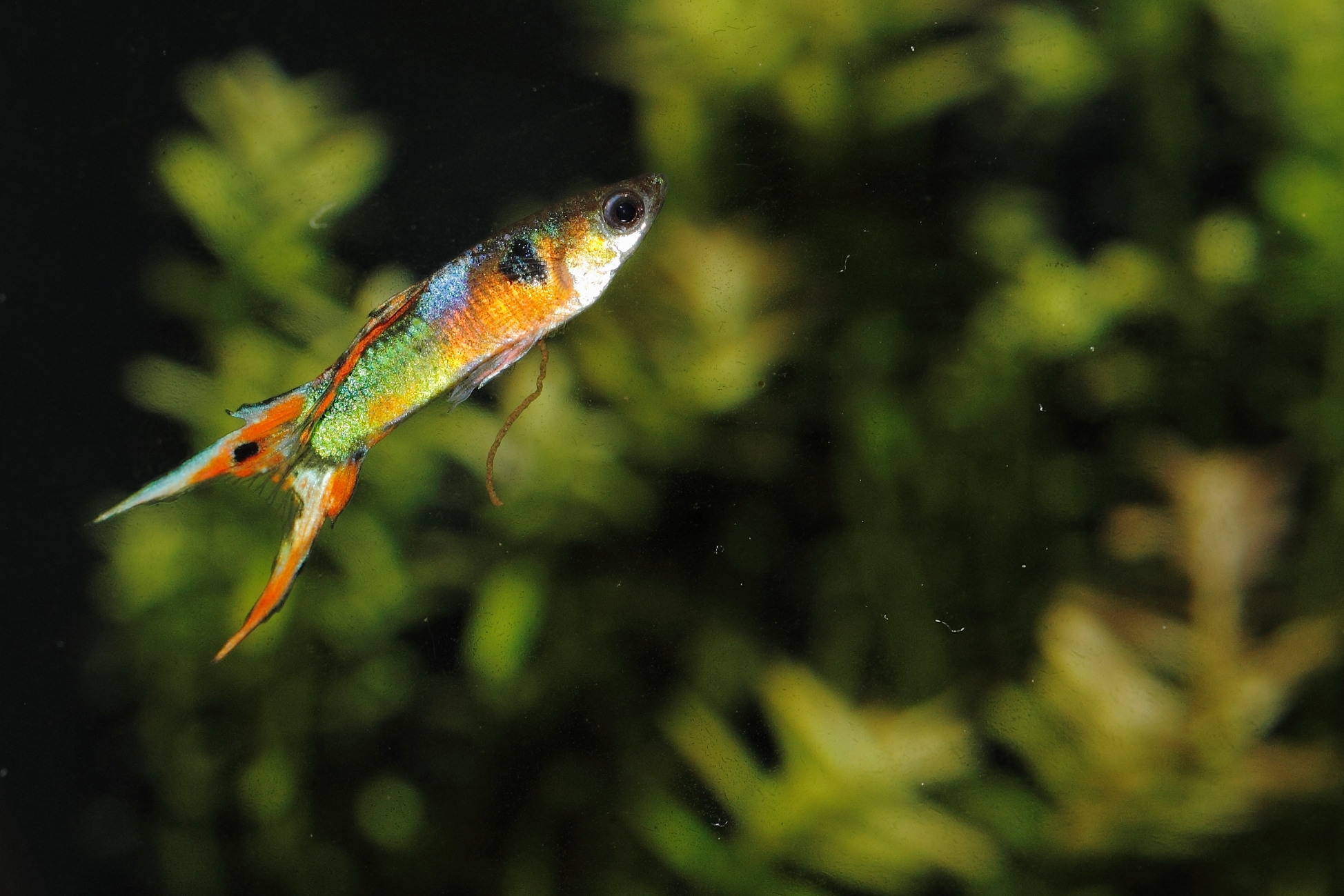 F2 hybrid guppy-Hendler