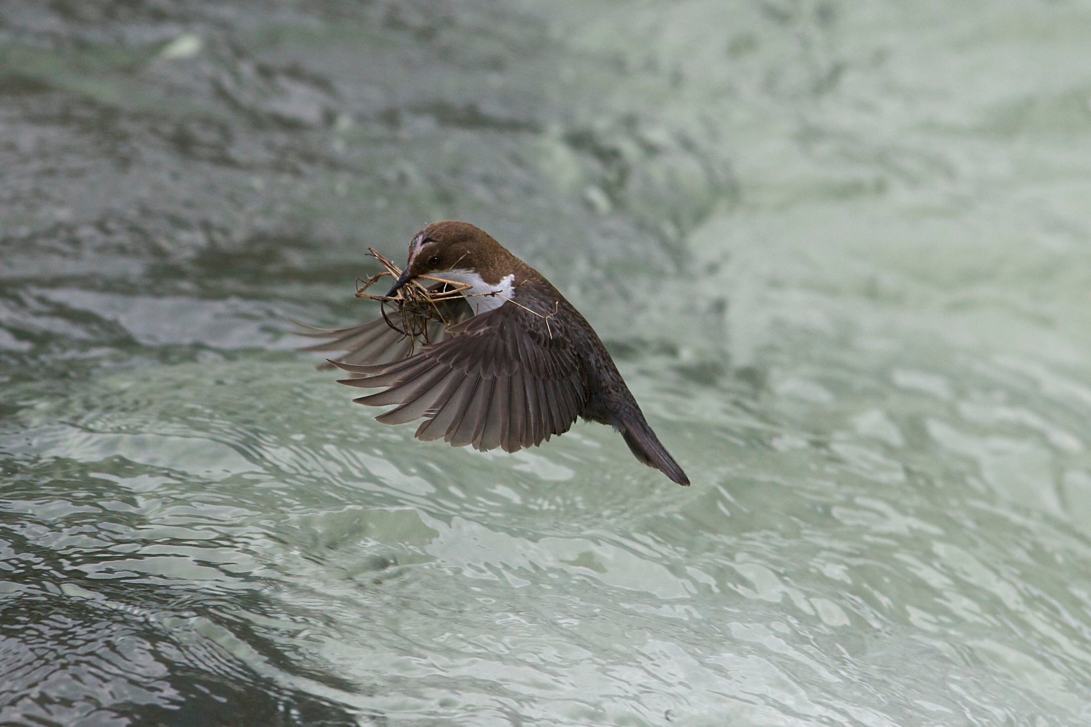 Penna bianca  in azione