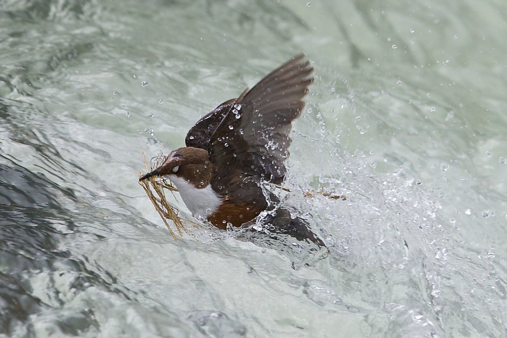 Penna bianca in azione